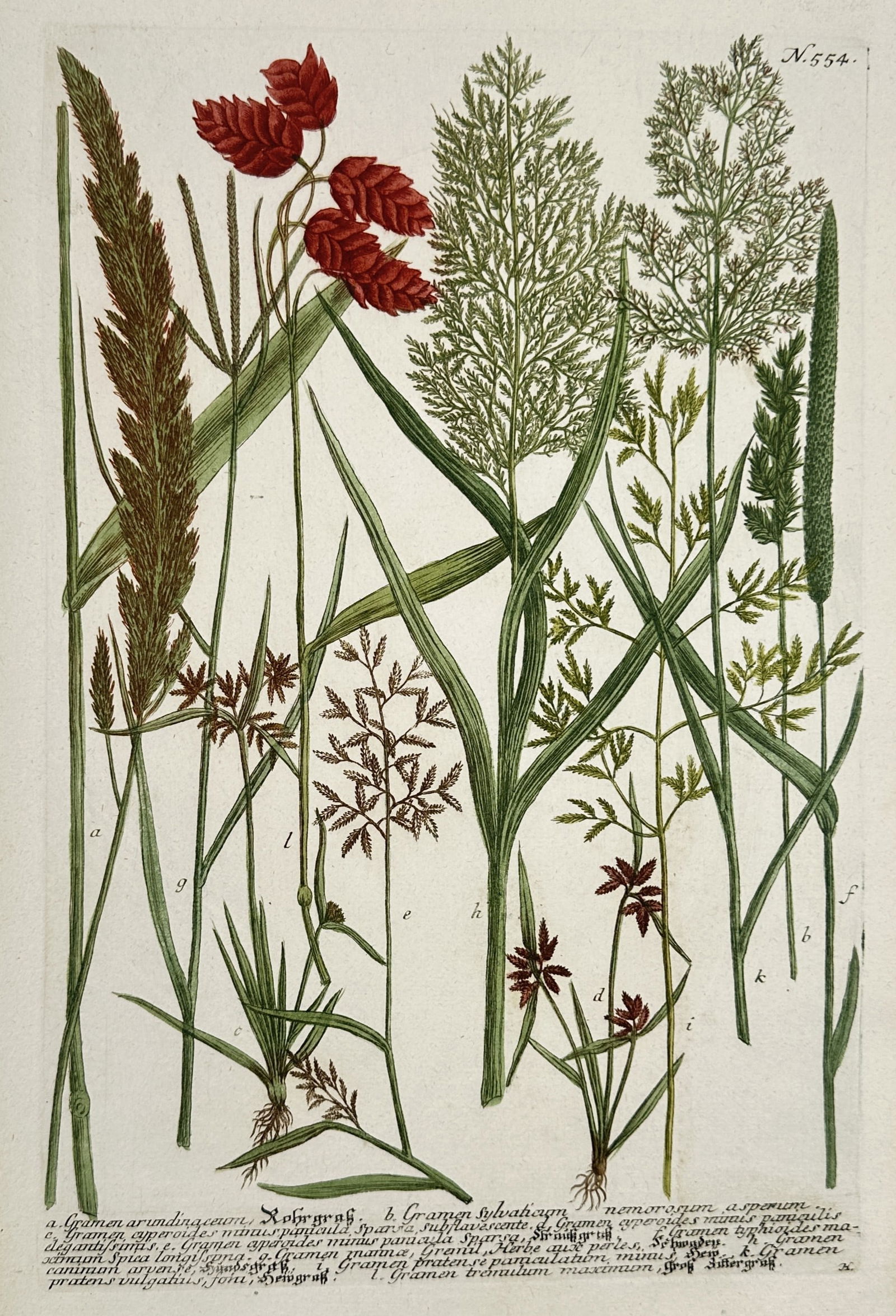 Johann Wilhelm Weinmann – Various Grasses and Grains – Illustration (1745) (1 of 2)