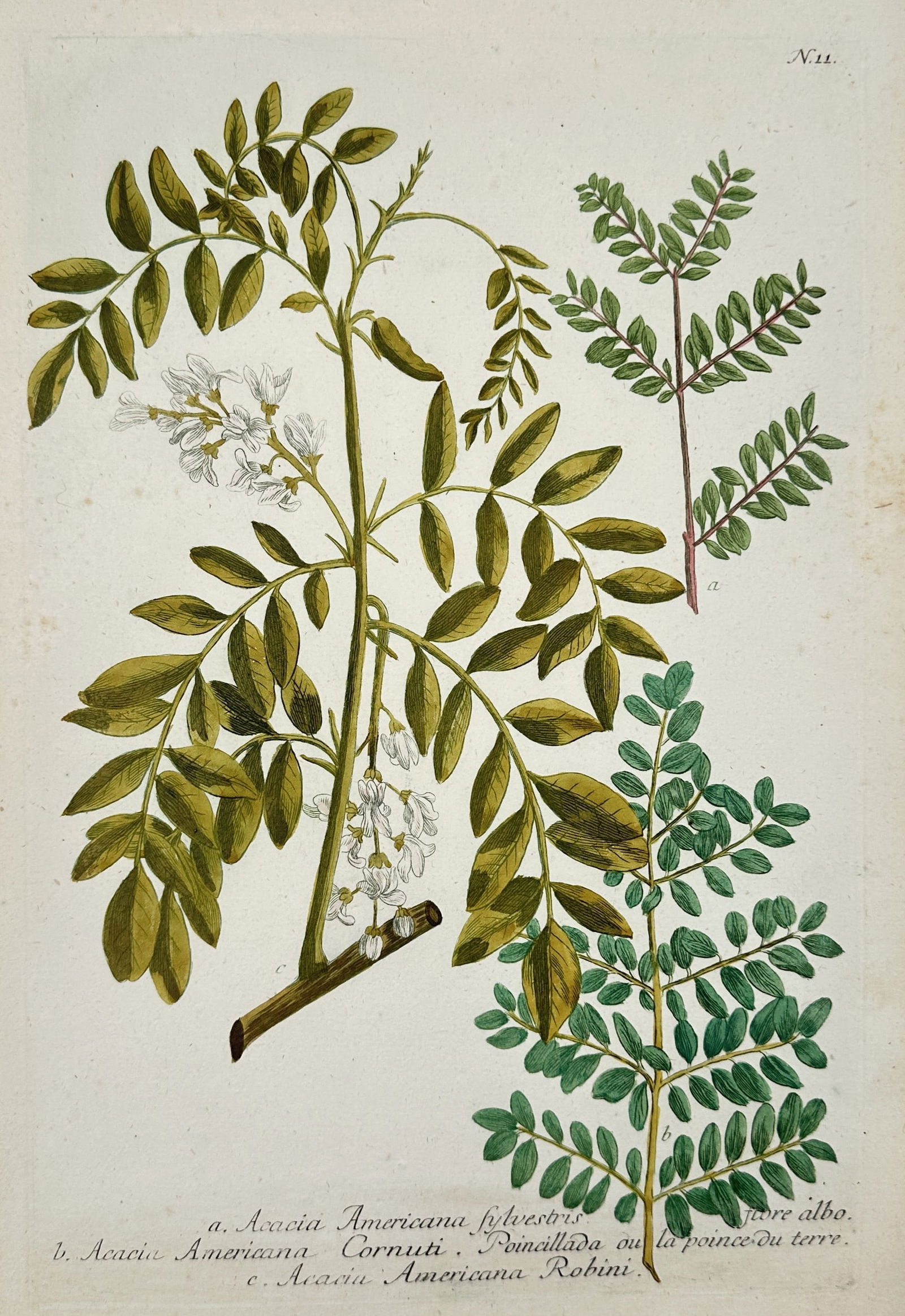Johann Wilhelm Weinmann – American Acacia and Locust Tree Varieties – Illustration (1745) (1 of 2)