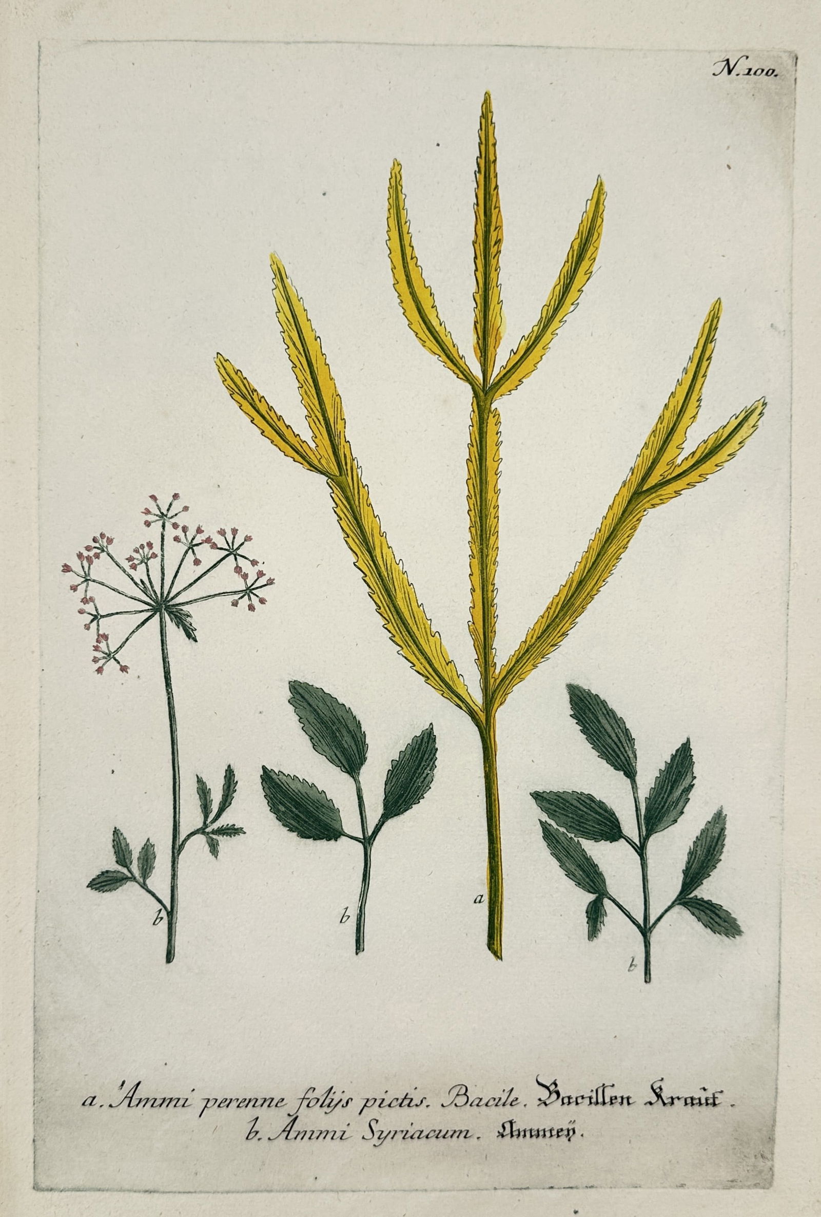 Johann Wilhelm Weinmann – Syrian and Perennial Ammi Varieties – Illustration (1745): This hand-colored illustration displays botanical studies of two members of the Ammi genus, identified in the descriptive Latin and German text as Ammi perenne and Ammi Syriacum. The central specimen