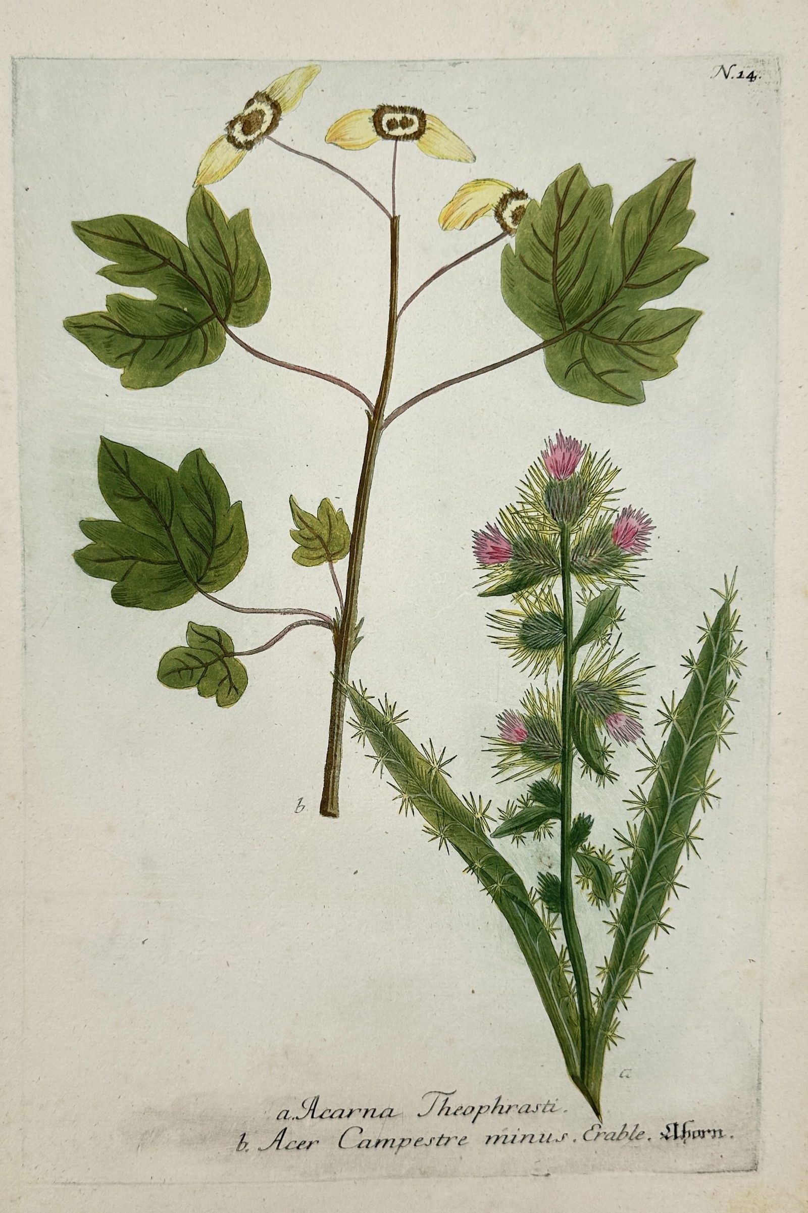 Johann Wilhelm Weinmann – Atractylis and Field Maple – Illustration (1745): This hand-colored illustration features two distinct botanical studies: a spiny, flowering Atractylis (historically labeled Acarna Theophrasti) with thistle-like pink blossoms, and a branch of Acer ca