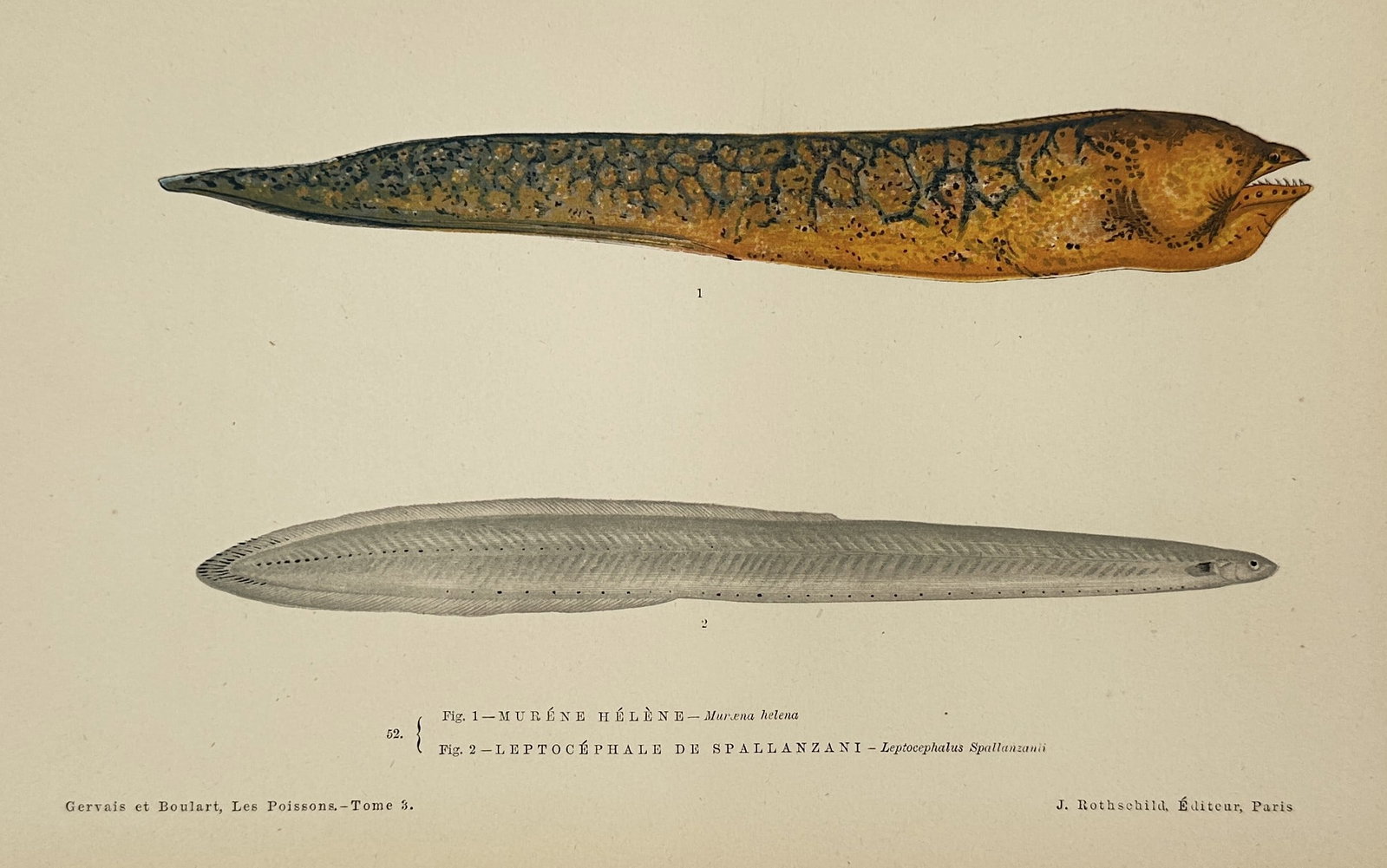 Jules Rothschild (1838–1900) – Mediterranean Moray and Larval Eel – Illustration (1876–1877): This illustration depicts two distinct marine specimens: a Mediterranean moray, shown with its characteristic mottled yellow and brown patterning and sharp teeth, and a larval eel, rendered in a trans