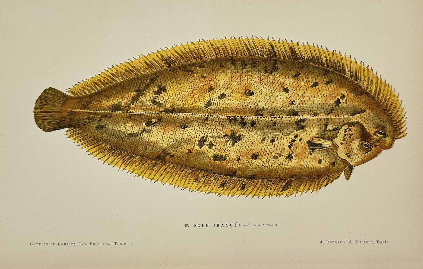 Jules Rothschild (1838–1900) – Lemon Sole – Illustration (1876–1877): This illustration depicts a lemon sole, a species of flatfish, characterized by its oval body and mottled yellow-brown skin. The work was published as a scientific plate within a comprehensive natural