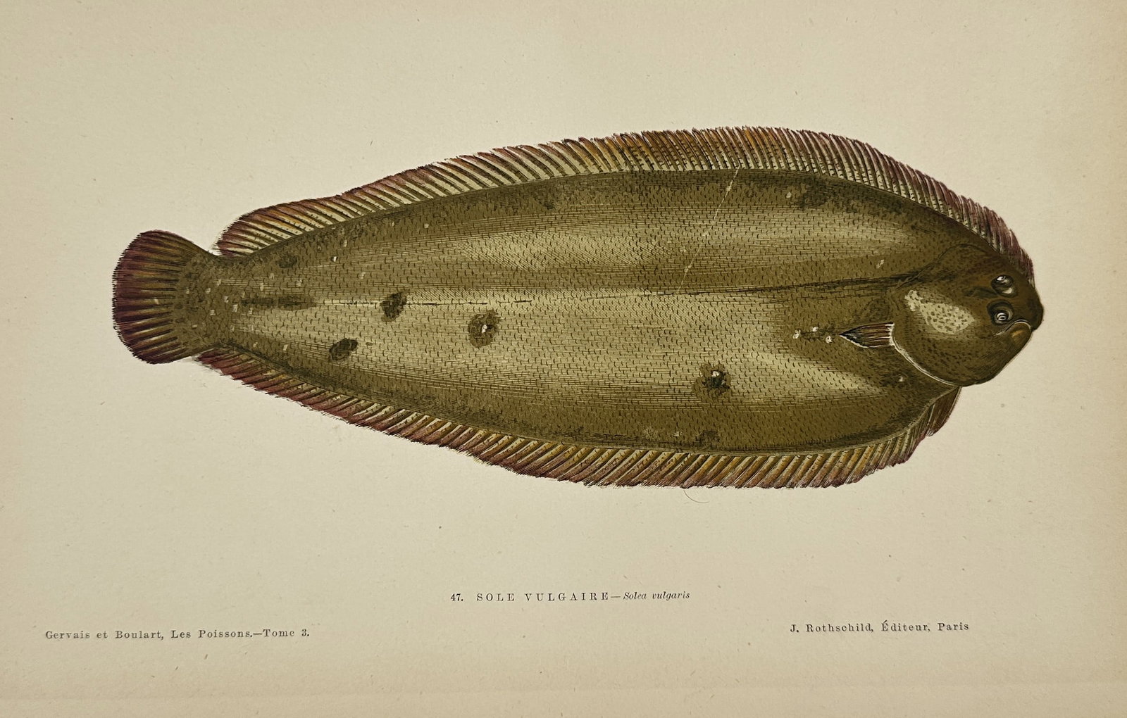 Jules Rothschild (1838–1900) – Common Sole – Illustration (1876–1877): This illustration depicts a common sole, a commercially important species of flatfish, showcasing its characteristic asymmetrical body and dark brown skin. The work was published as a scientific plate