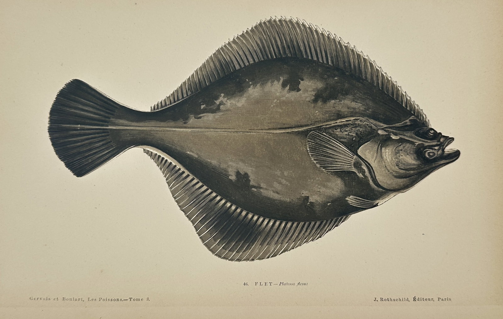 Jules Rothschild (1838–1900) – European Flounder – Illustration (1876–1877): This illustration depicts a European flounder, a species of flatfish known for its ability to live in both marine and freshwater environments, shown here with its characteristic diamond-shaped body an
