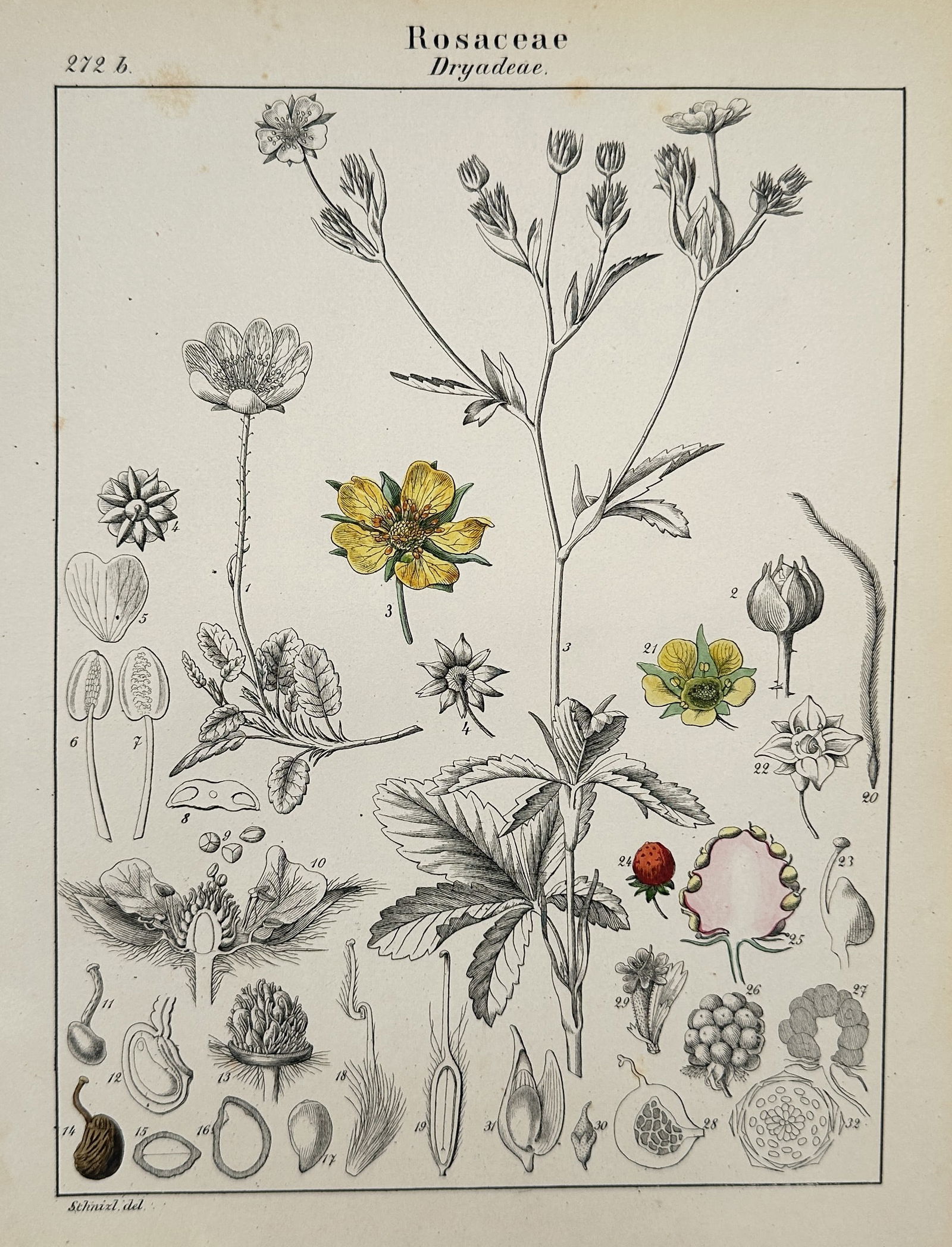 Jacob Sturm – Botanical Plate of the Rosaceae Family – Chromolithograph (c. 1890) (1 of 2)