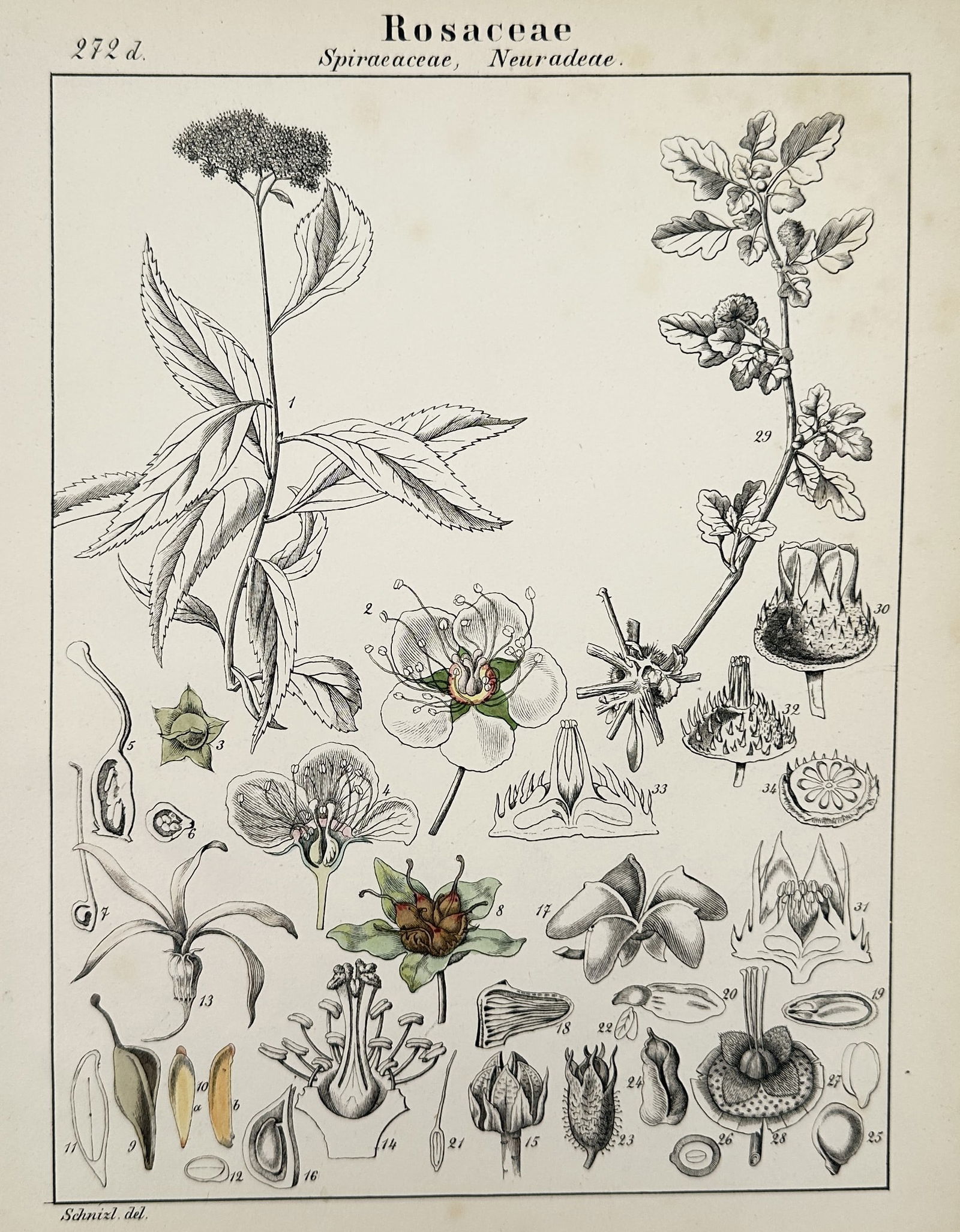 Jacob Sturm – Botanical illustration of the Rosaceae Family – Chromolithograph (c. 1890) (1 of 2)