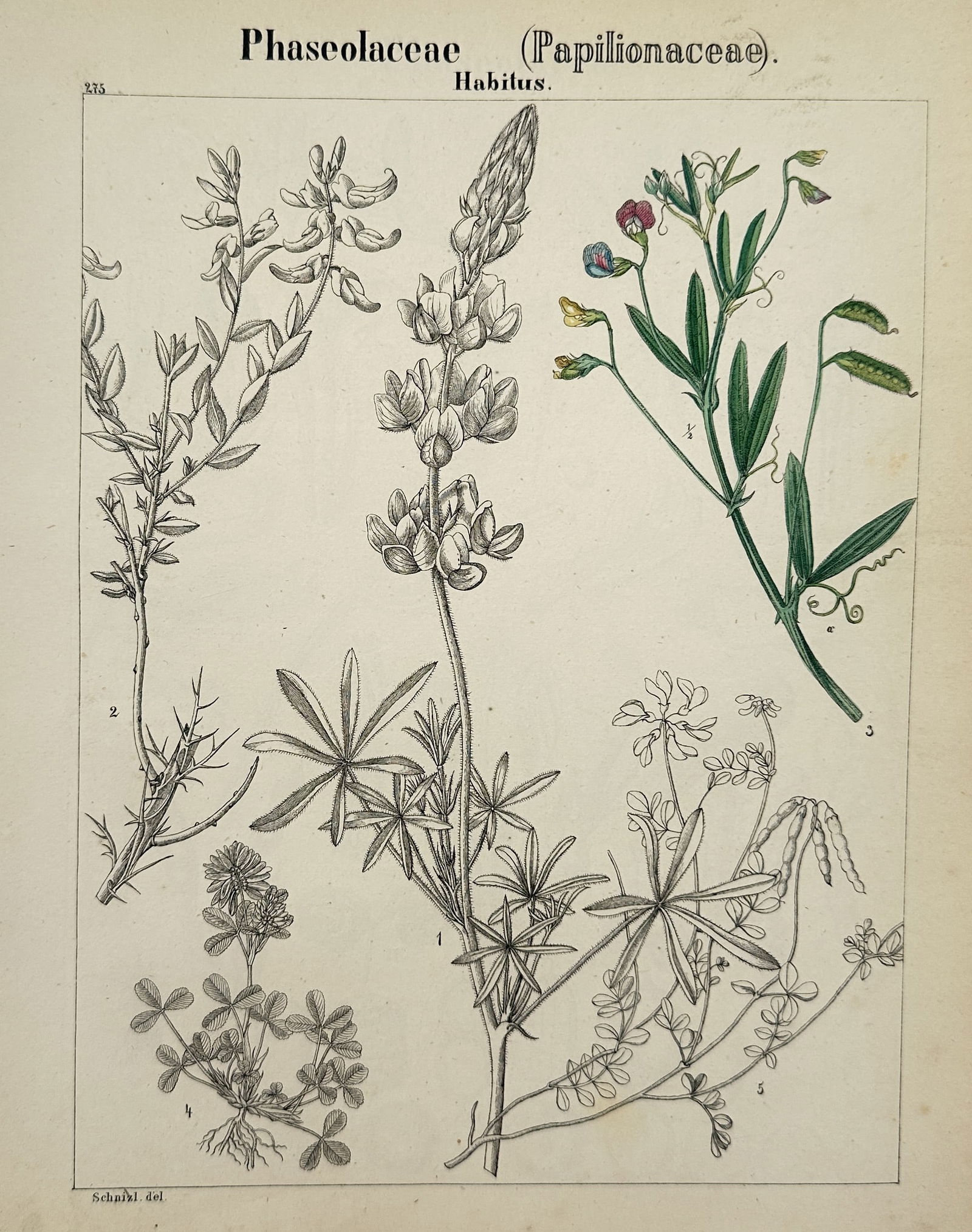Jacob Sturm – Botanical Plate of the Papilionaceae tribe – Chromolithograph (c. 1890) (1 of 2)