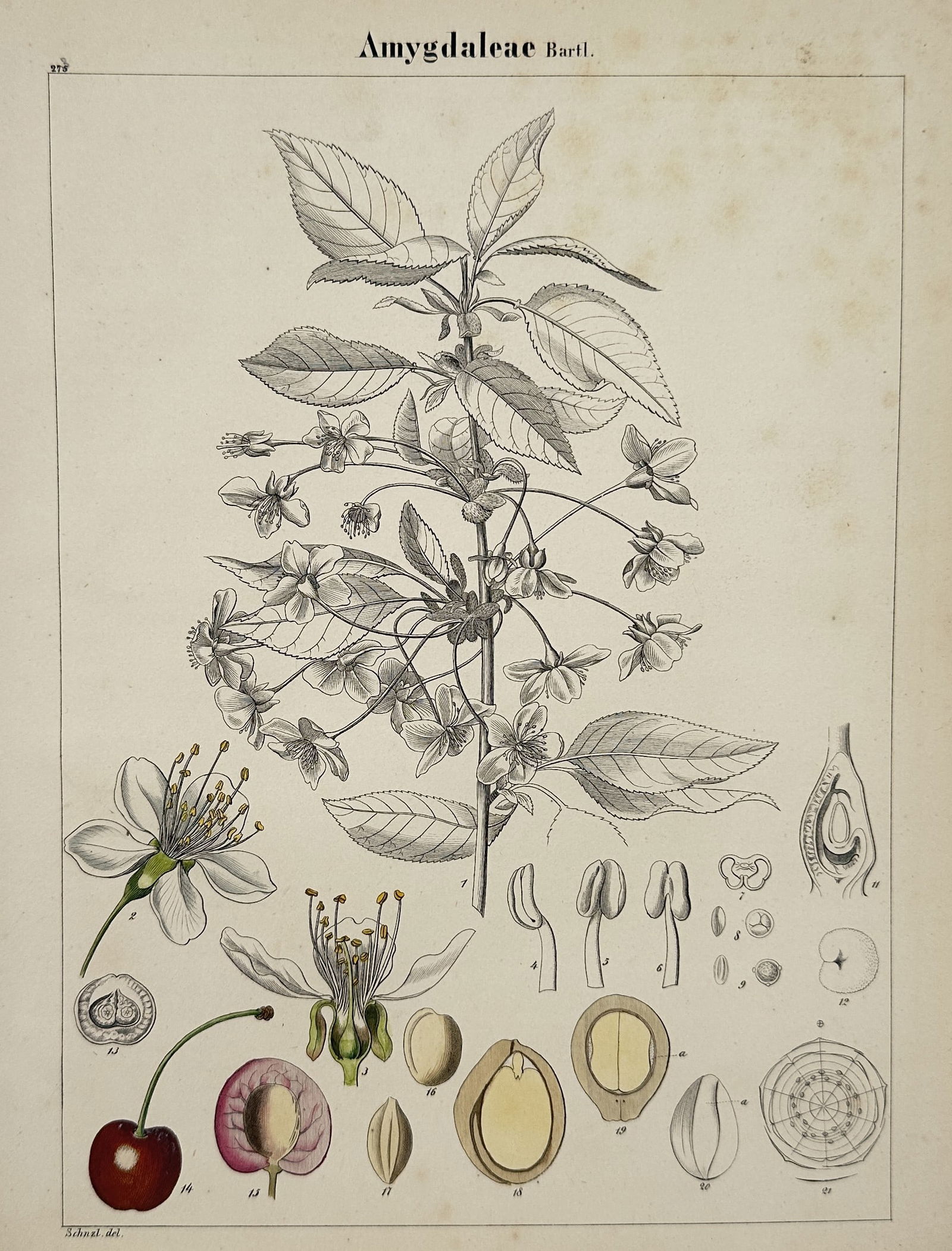 Jacob Sturm – Botanical Plate of the Amygdaleae Family – Chromolithograph (c. 1890) (1 of 2)