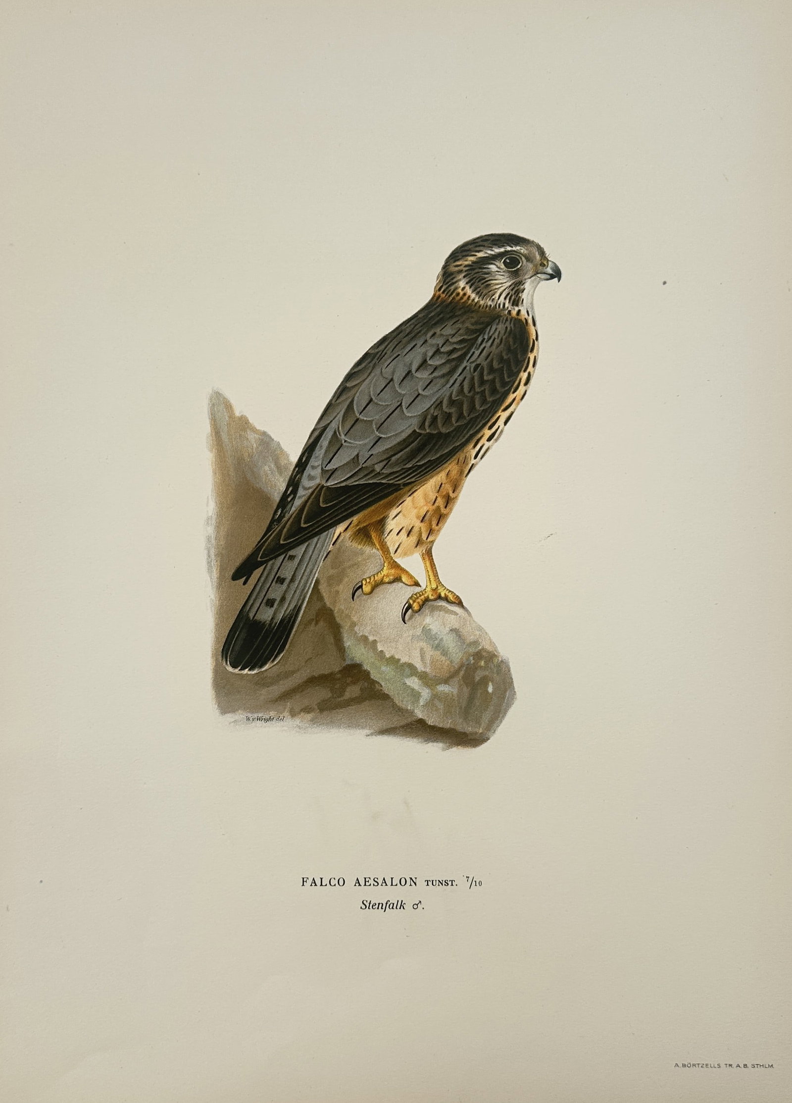 Magnus von Wright (1805–1867) – Merlin – Illustration (1920s): This illustration depicts a male merlin, identified by its scientific name Falco aesalon and Swedish name Stenfalk, perched alertly on a rock. The bird is rendered with high precision, showcasing its 