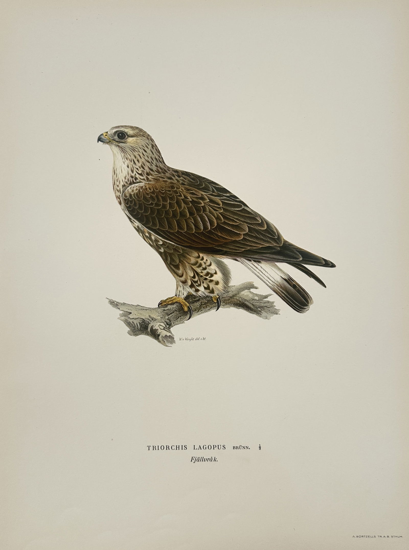 Magnus von Wright (1805–1867) – Rough-legged Buzzard – Illustration (1920s) (1 of 2)