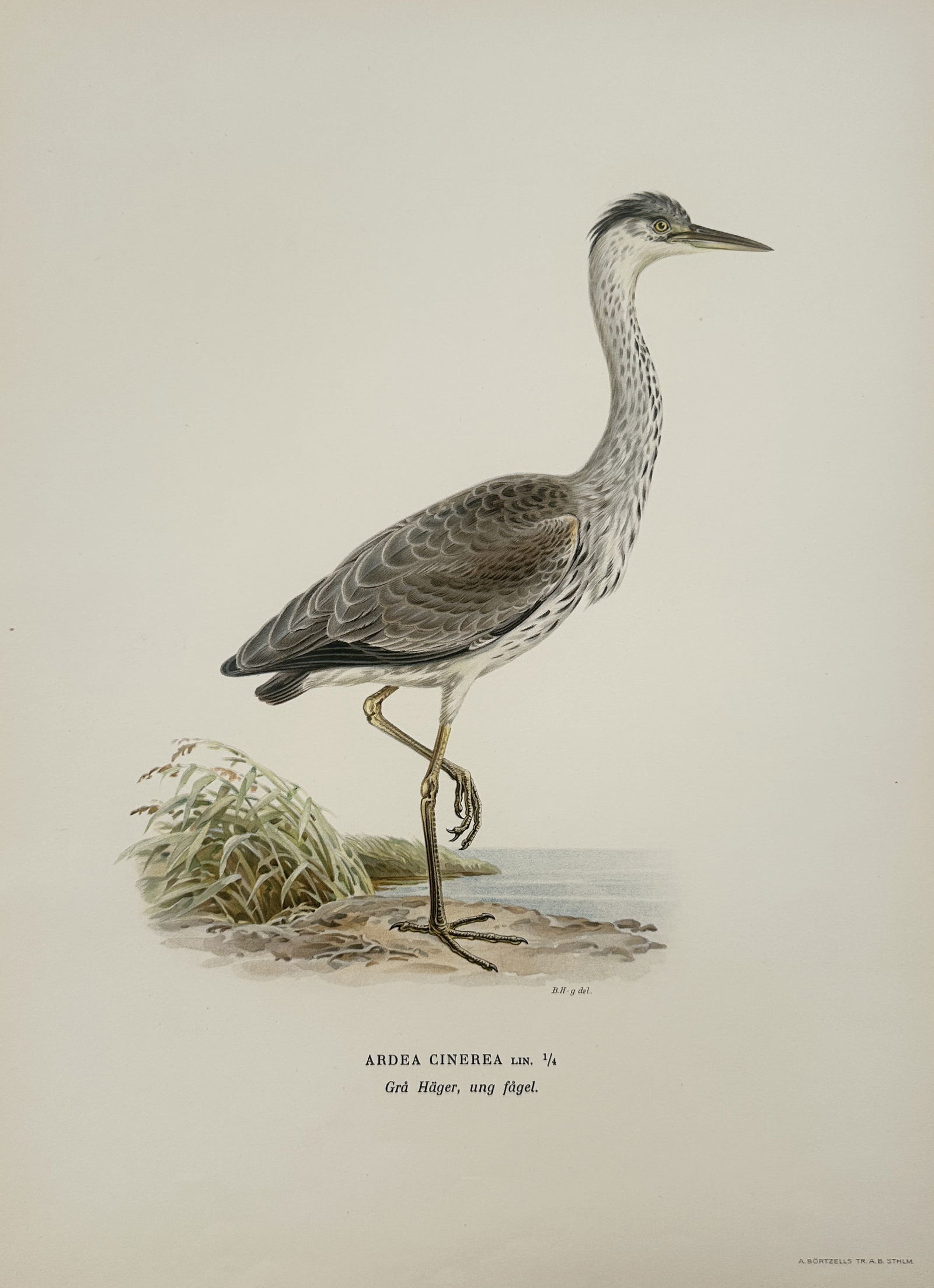 Magnus von Wright (1805–1867) – Grey Heron – Illustration (1920s) (1 of 2)