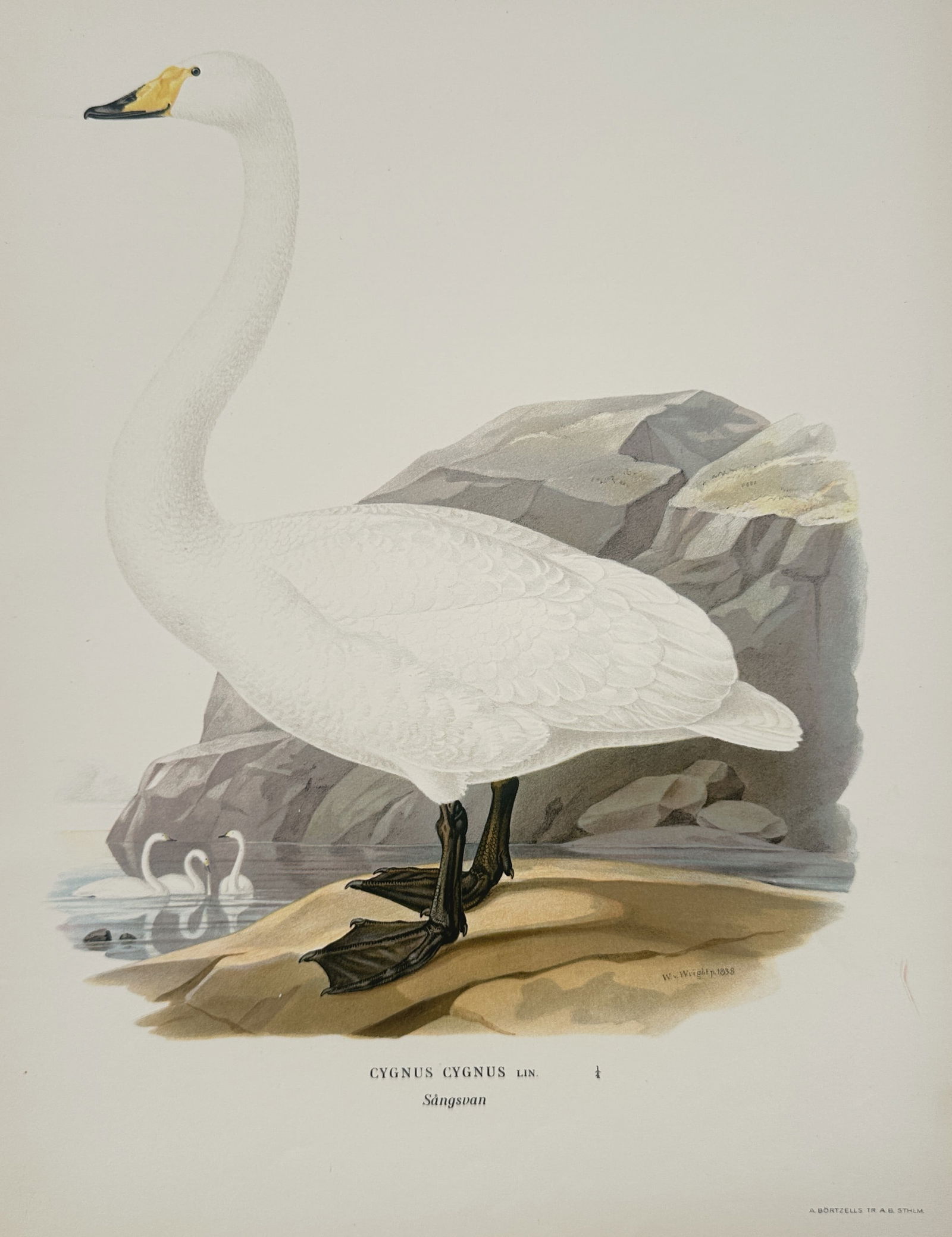 Magnus von Wright (1805–1867) – Whooper Swan – Illustration (1920s) (1 of 2)