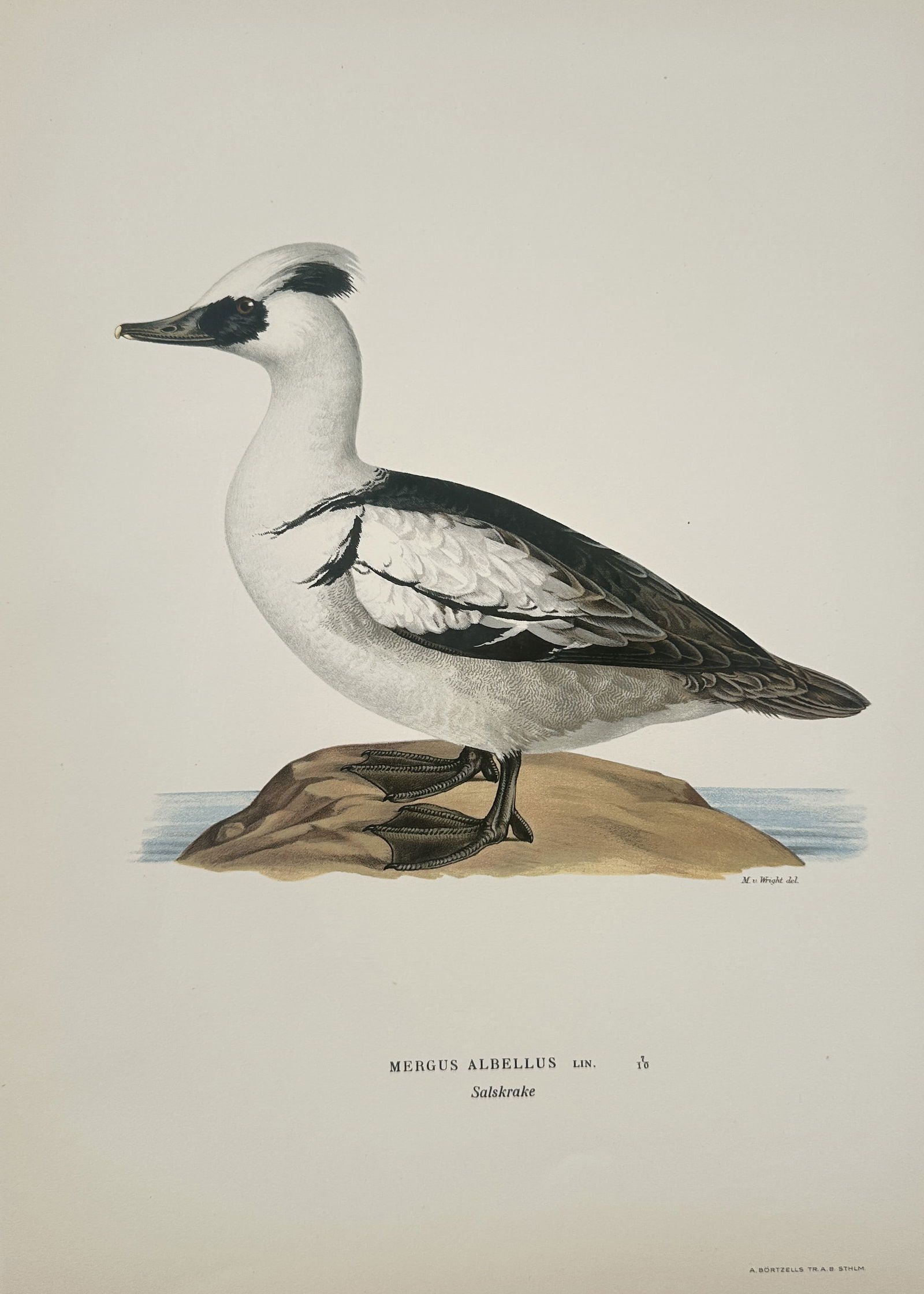 Magnus von Wright (1805–1867) – Smew – Illustration (1920s) (1 of 2)