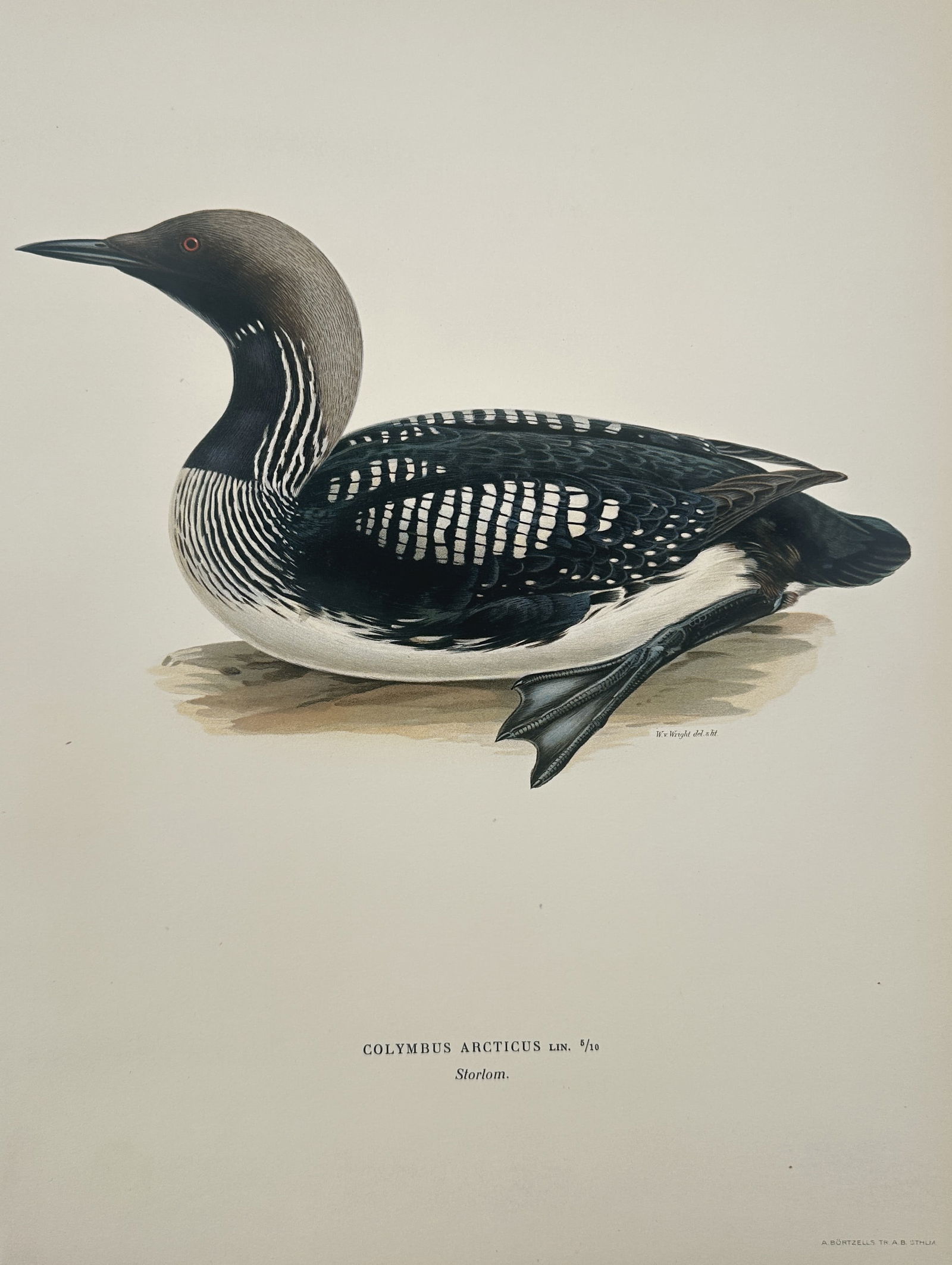 Magnus von Wright (1805–1867) – Black-throated Loon – Illustration (1920s) (1 of 2)