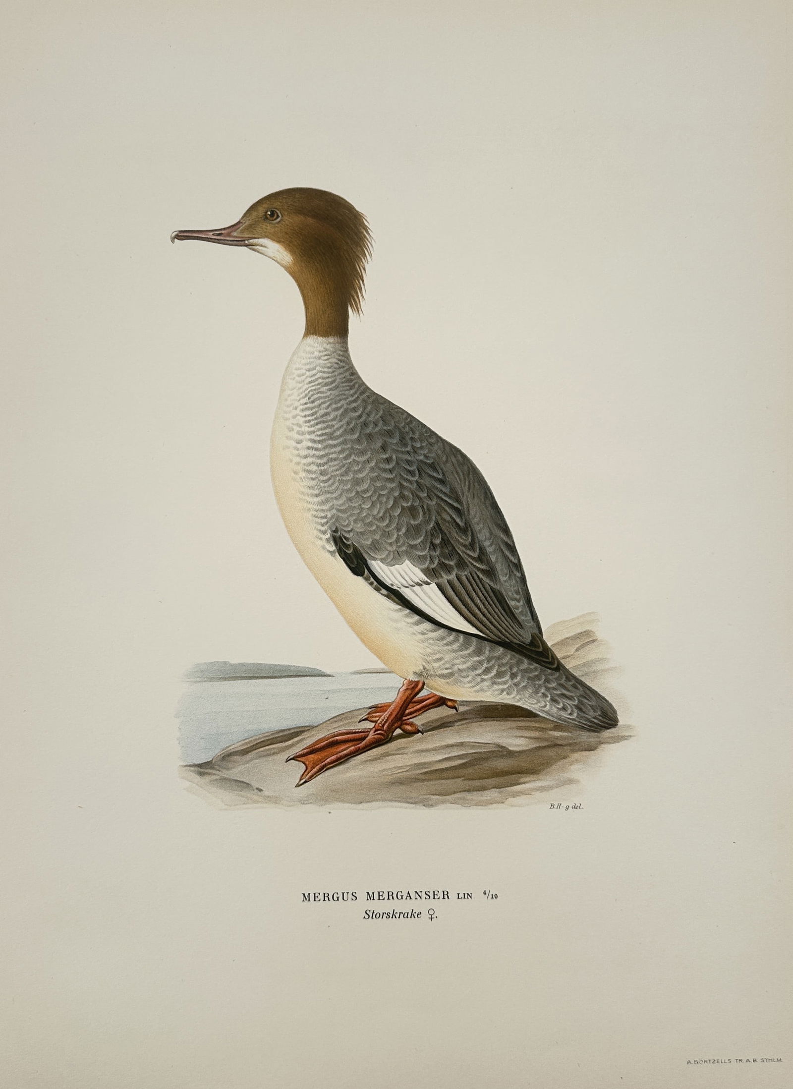 Magnus von Wright (1805–1867) – Common Merganser – Illustration (1920s) (1 of 2)