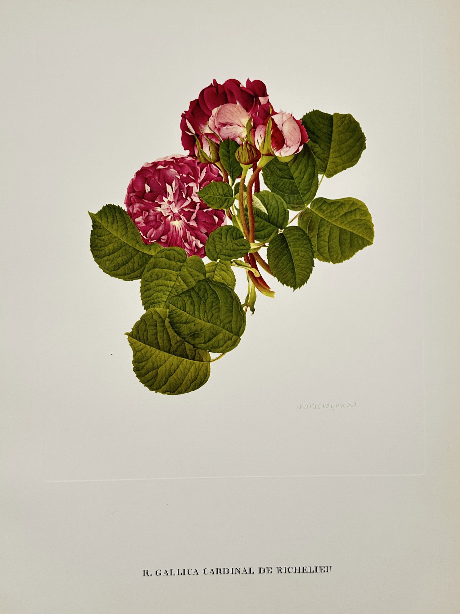 Charles Raymond (1924–2007) – Rosa Gallica Cardinal de Richelieu – Offset print: This offset print features a botanical illustration of the Cardinal de Richelieu rose, characterized by its deep purple and maroon petals and dense green foliage. The work belongs to a series of horti