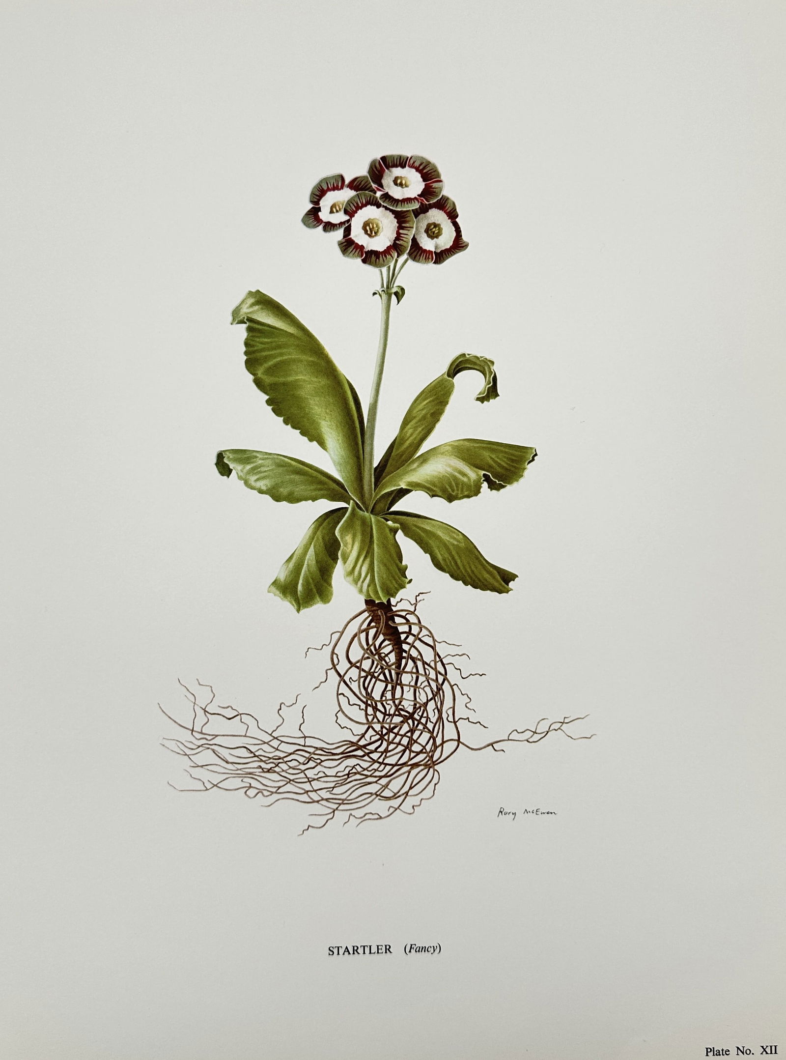 Rory McEwen (1932–1982),after – Startler (Fancy) – Offset print (20th Century) (1 of 2)