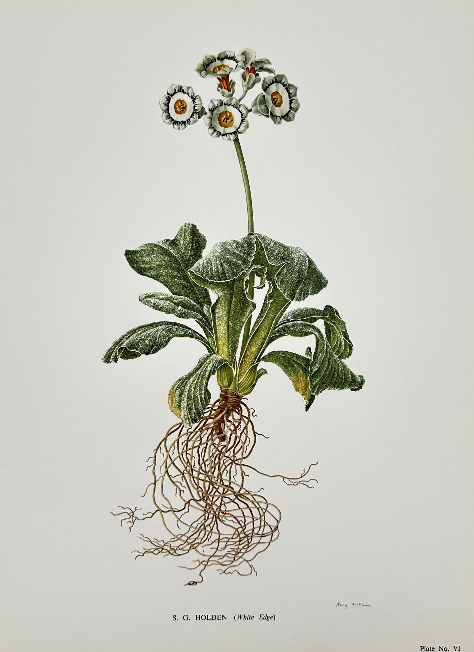 Rory McEwen (1932–1982),after – S. G. Holden (White Edge) – Offset print (20th Century) (1 of 2)