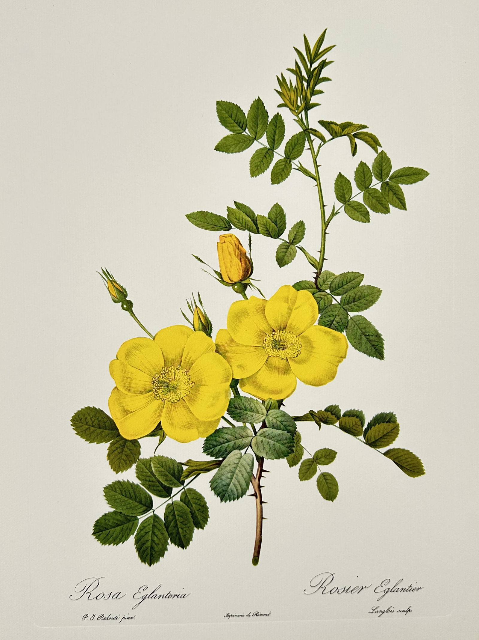 Pierre-Joseph Redouté (1759–1840), after – Rosa Eglanteria – Offset print (20th Century) (1 of 2)