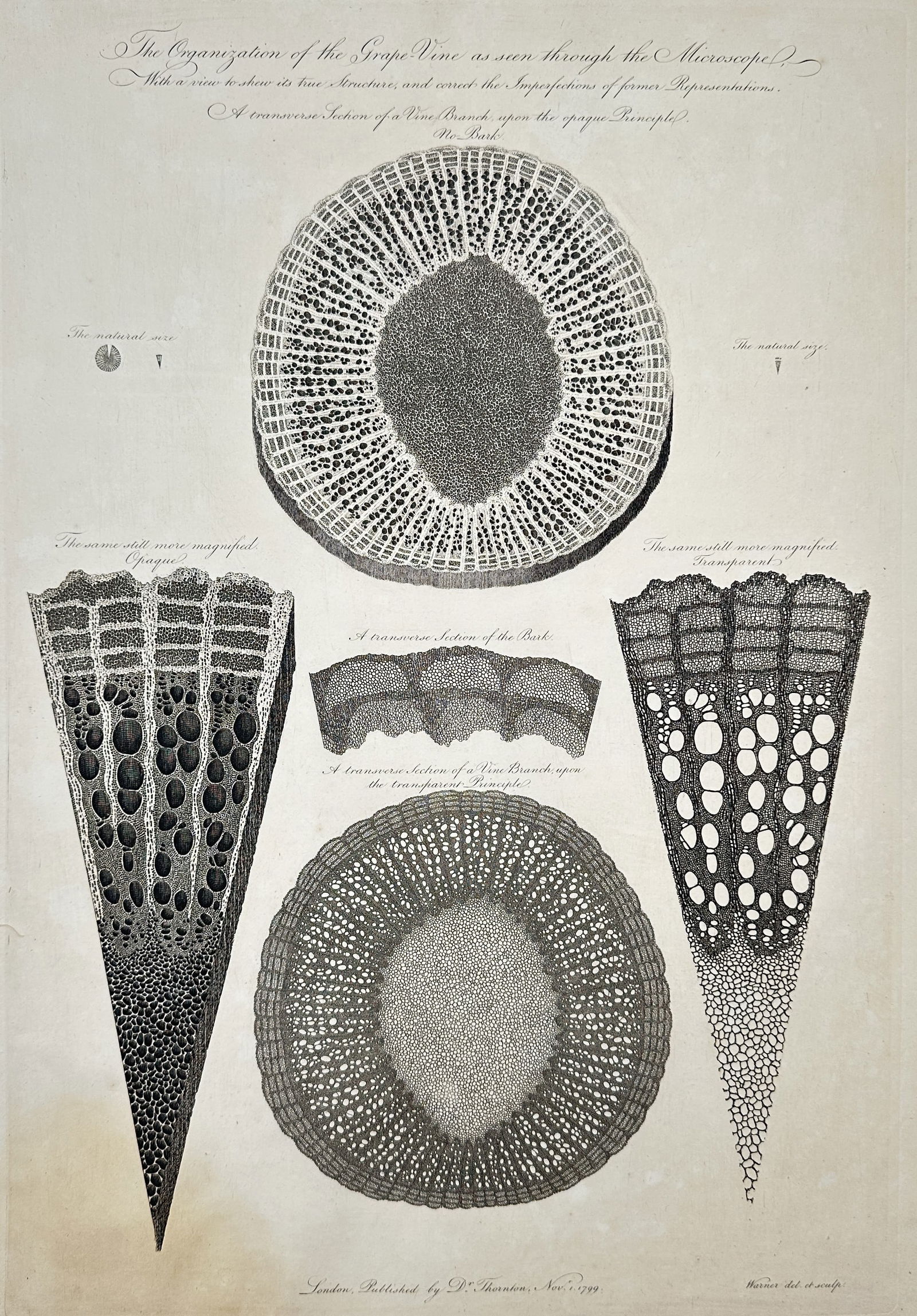 Robert John Thornton (1768–1837) – The Organization of the Grape Vine as seen through the (1 of 2)