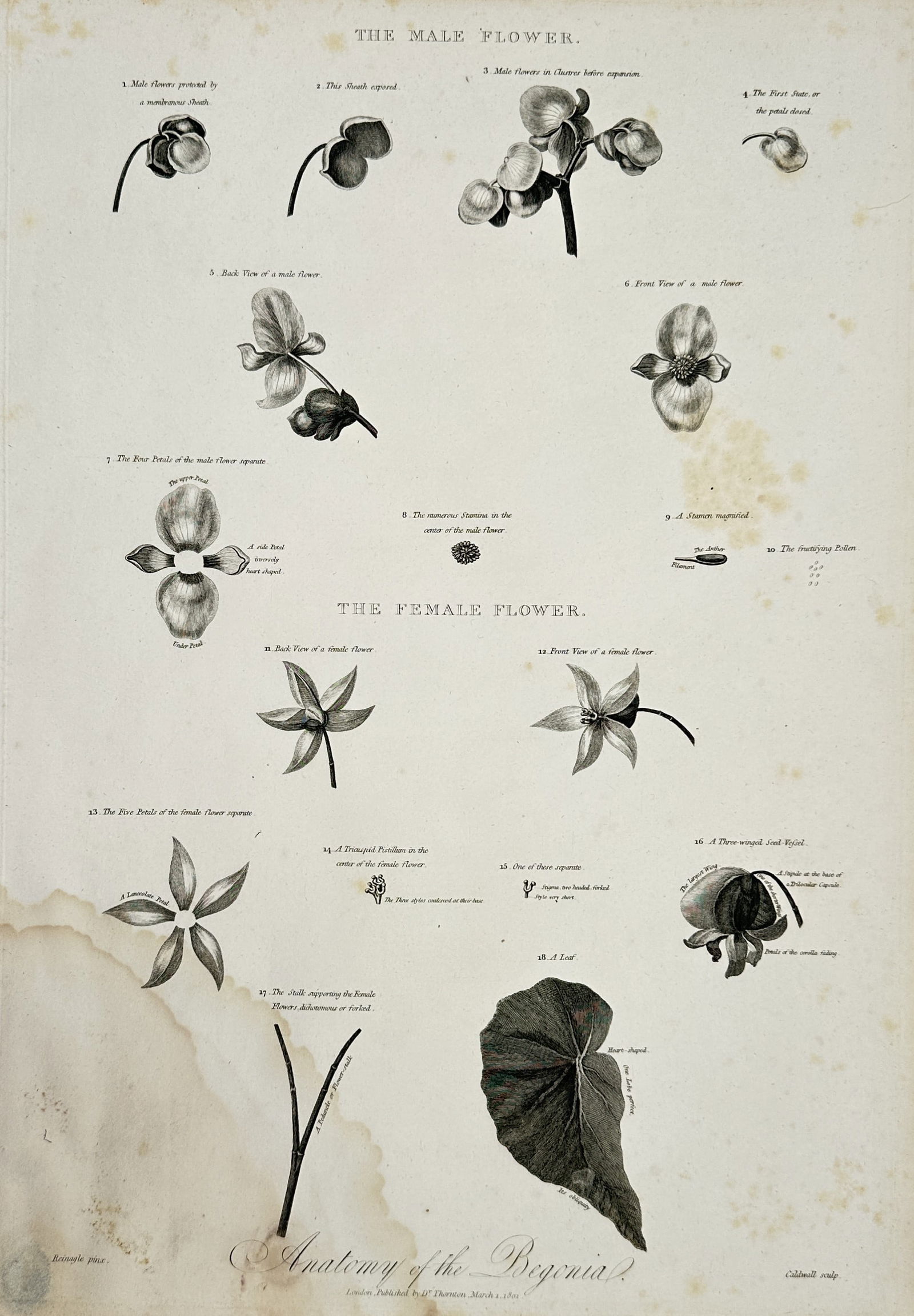 Robert John Thornton (1768–1837) – Anatomy of the Begonia – Engraving (1811): This engraving presents a detailed botanical study of the male and female flowers of the begonia plant, illustrating various stages of development from closed buds to full blossoms alongside a large t