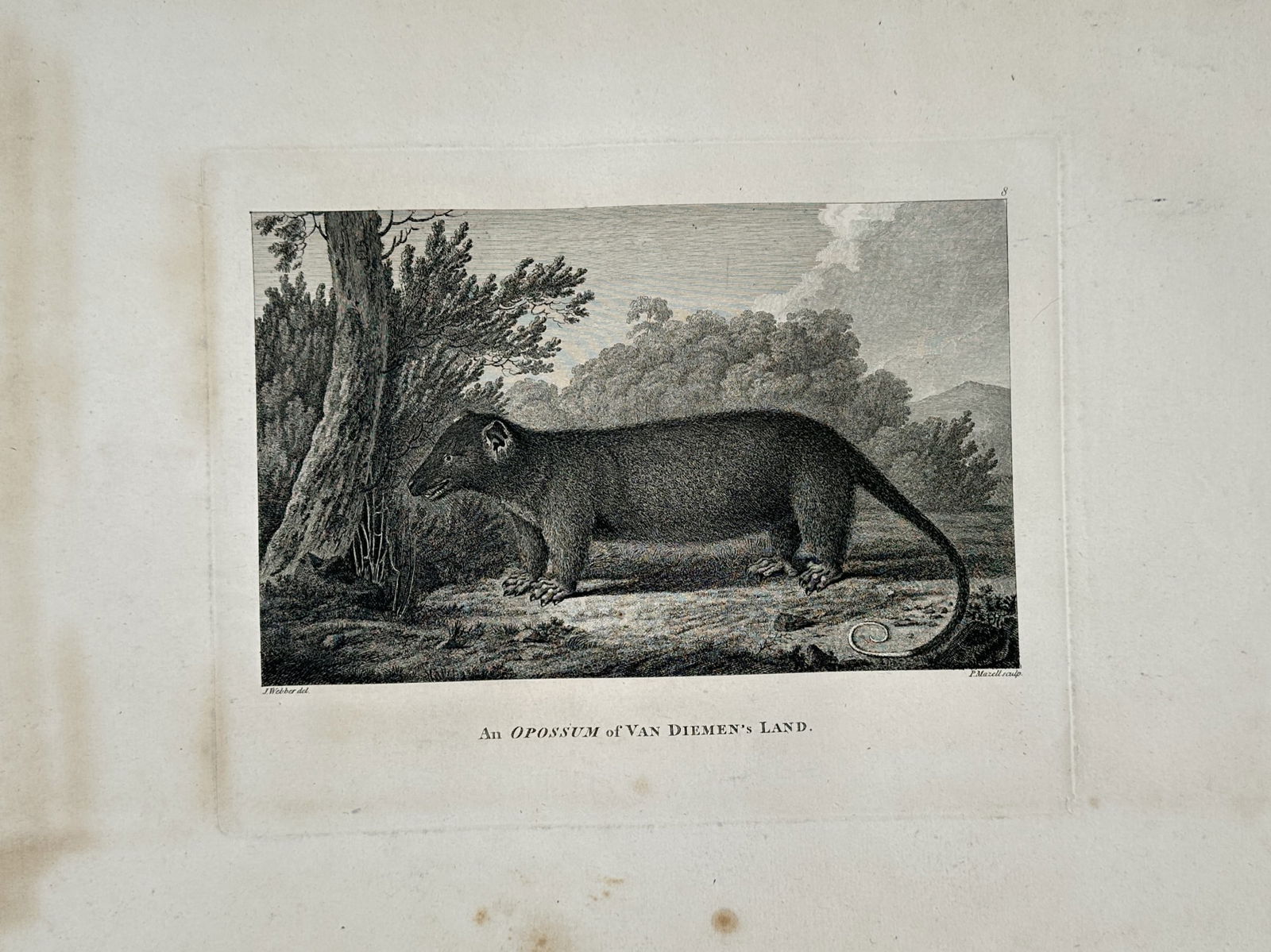 John Webber (1751–1793) – An Opossum of Van Diemen’s Land – Engraving (c. 1784): This engraving depicts a Common Brushtail Possum positioned in a natural landscape beside a tree, recorded during European exploration of Tasmania (then known as Van Diemen's Land). The illustration s