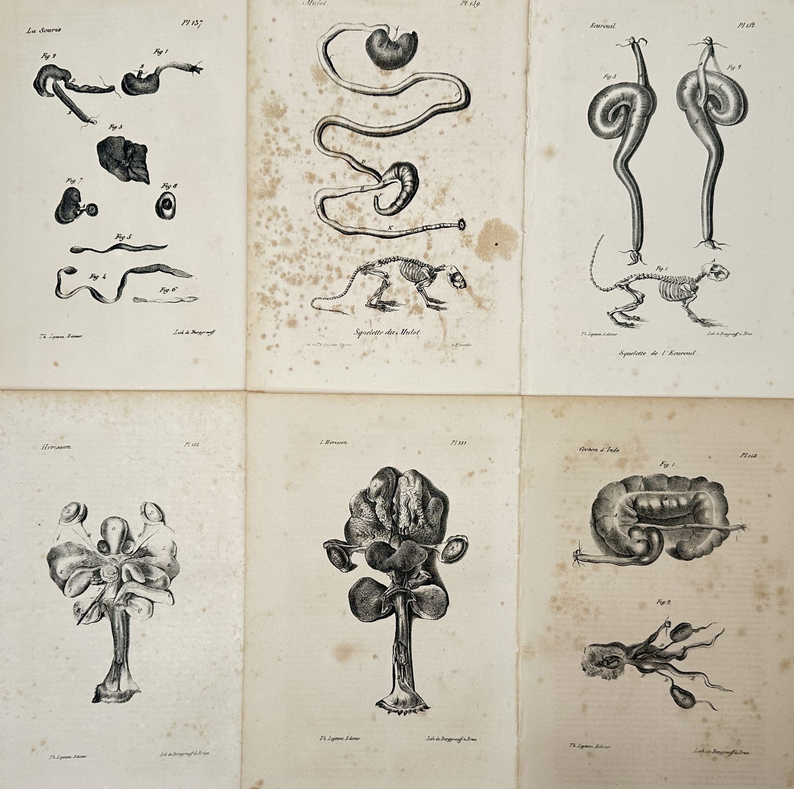 Georges-Louis Leclerc, Comte de Buffon – Set of 6: Zoological Studies of Animals – Engraving (1 of 2)