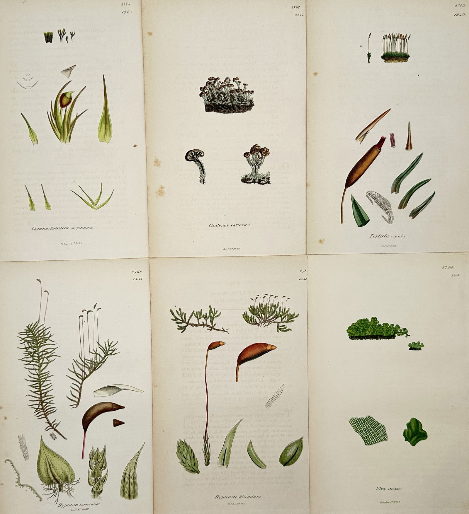 James Sowerby – Set of 6: Botanical Studies of Mosses and Algae – Engraving (19th Century) (1 of 2)