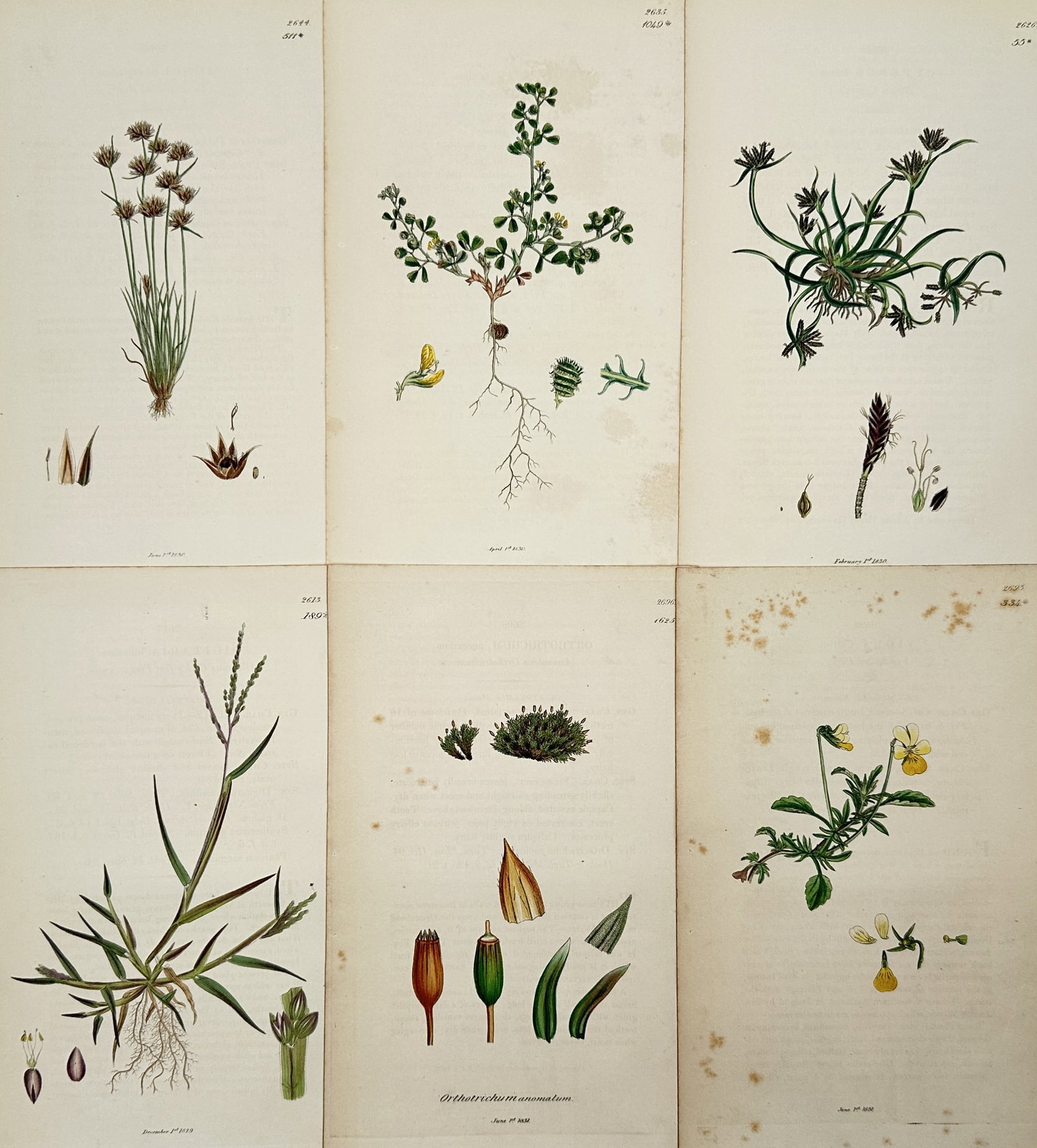 James Sowerby – Set of 6: Botanical Studies of Wildflowers and Mosses – Engraving (19th Century): This set of six illustrations features detailed botanical studies of diverse British flora, ranging from flowering wildflowers like the pansy and clover to non-flowering mosses such as Orthotrichum. E