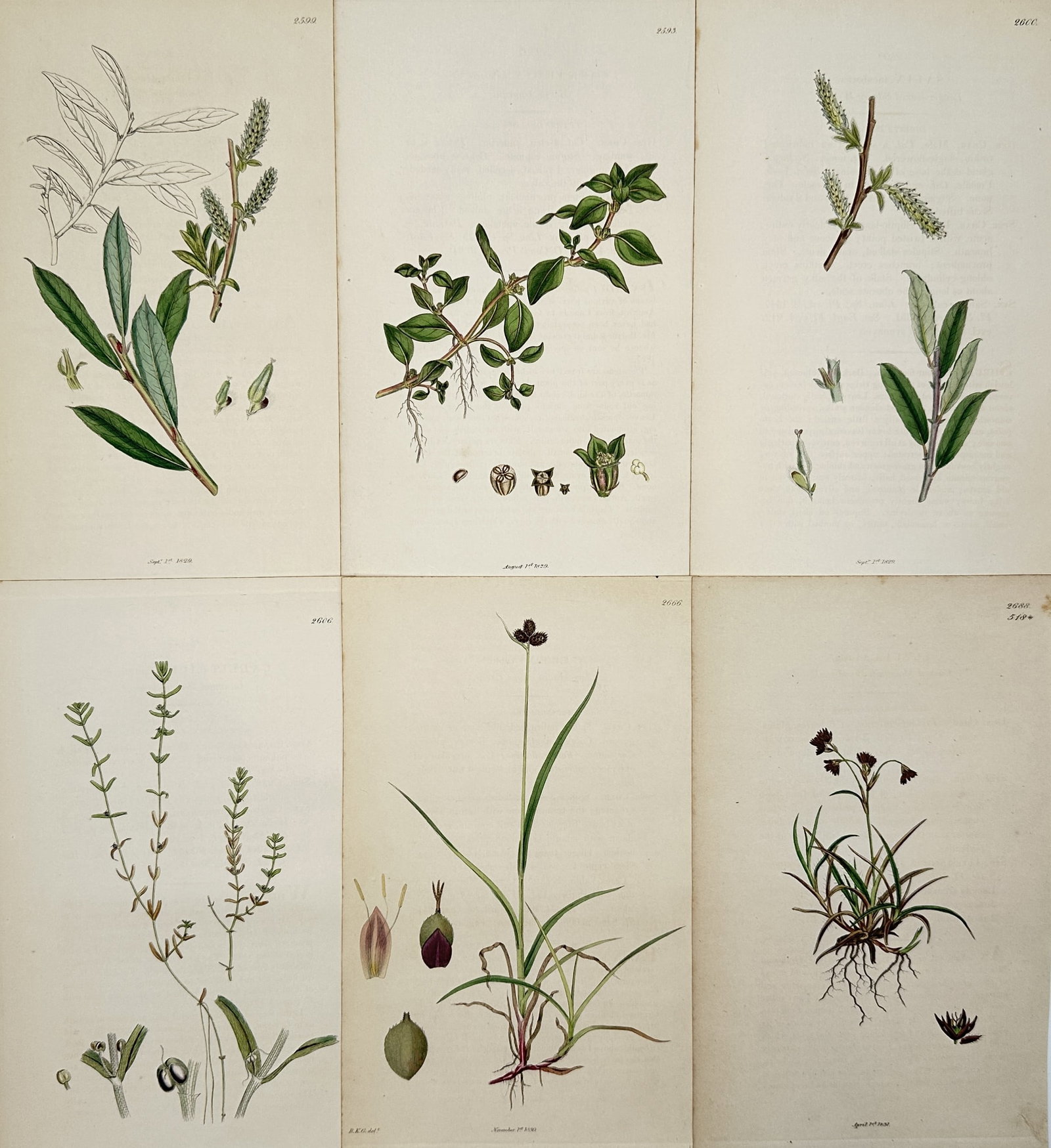 James Sowerby – Set of 6: Botanical Studies of Sedge and Willow – Engraving (19th Century): This set of six illustrations features detailed botanical studies of various British plants, including different species of willow such as Salix and grassy sedges like Carex and Juncus. Each plate pre