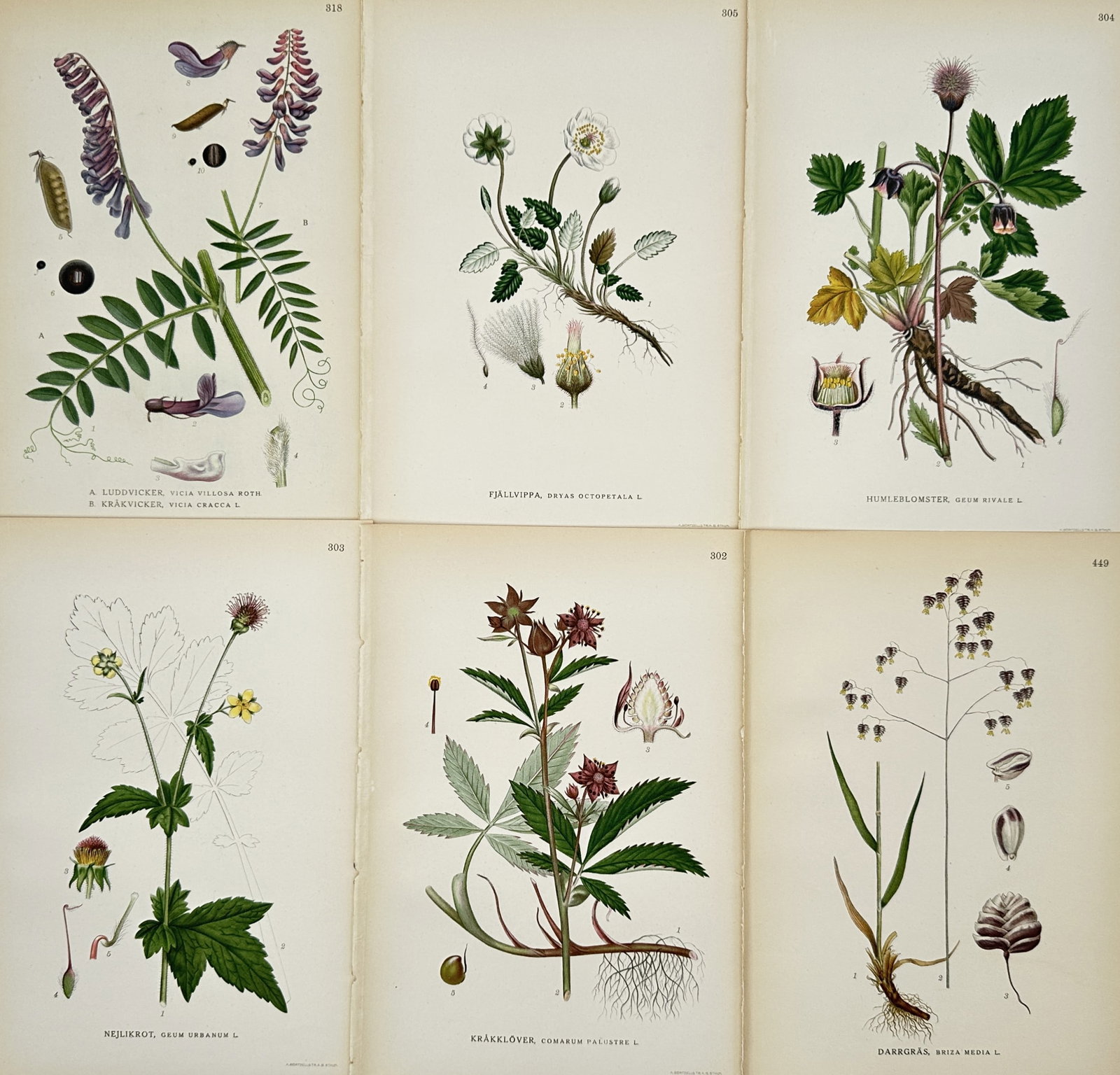 Carl Lindman – Set of 6: Botanical Studies of Nordic Flora – Hand-colored engraving (19th: This set of six illustrations features detailed botanical studies of diverse Nordic plants, including flowering species like the mountain avens, wood avens, and purple vetch, alongside specimens of qu