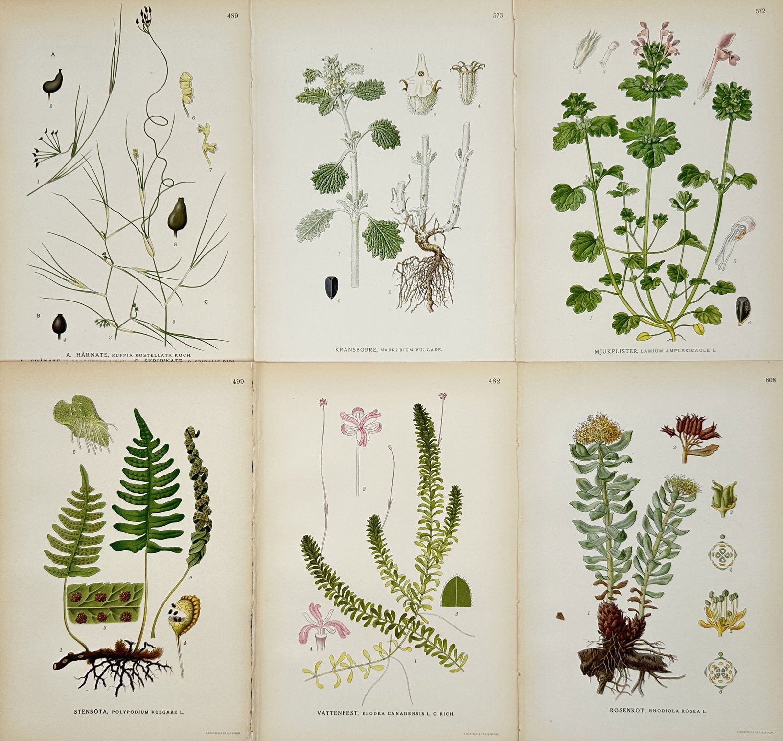 Carl Lindman – Set of 6: Botanica of Nordic Flora – Hand-colored engraving (19th Century) (1 of 2)