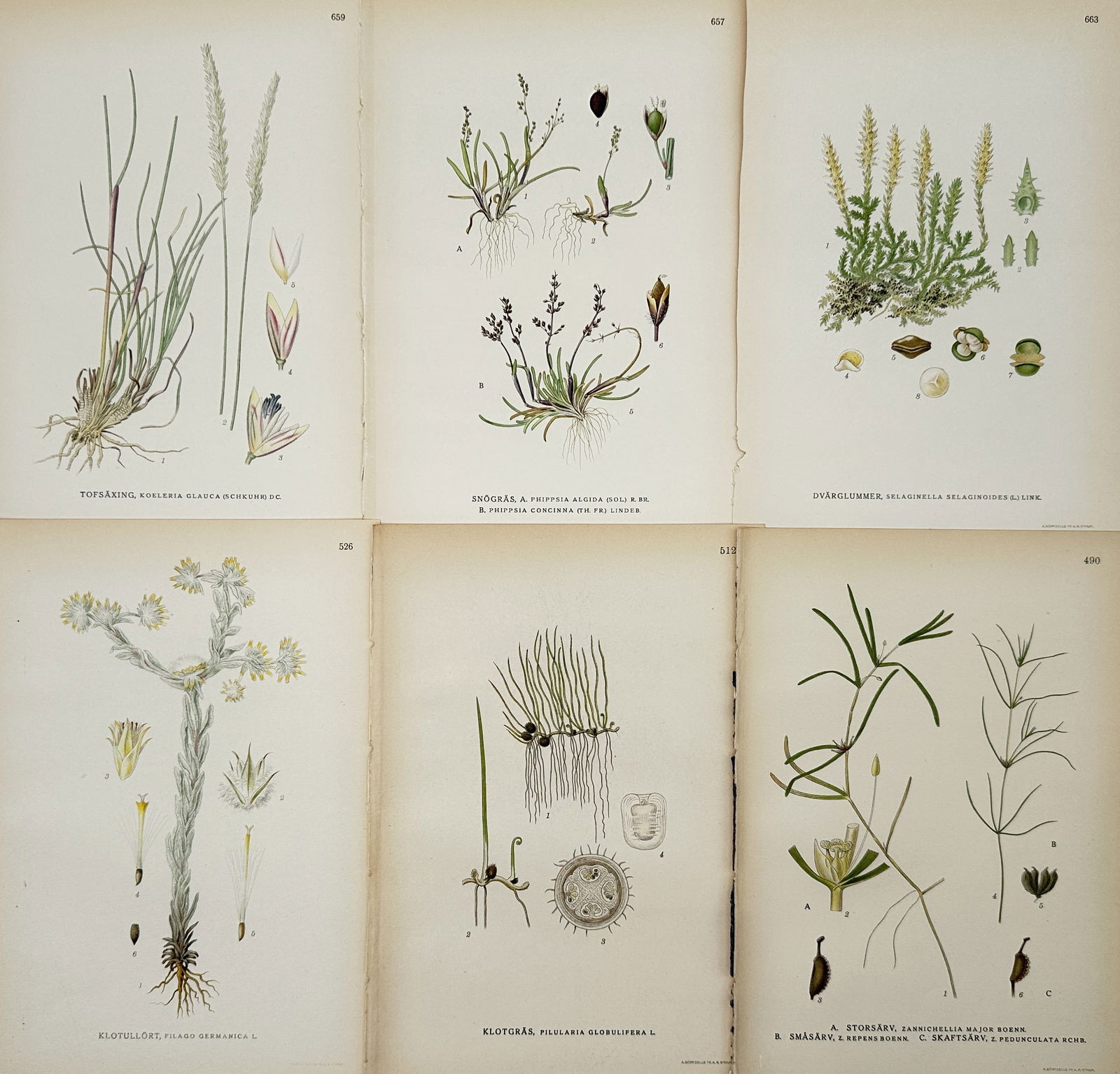 Carl Lindman – Set of 6: Botanical Studies of Nordic Marsh and Aquatic Plants – Hand-colored (1 of 2)