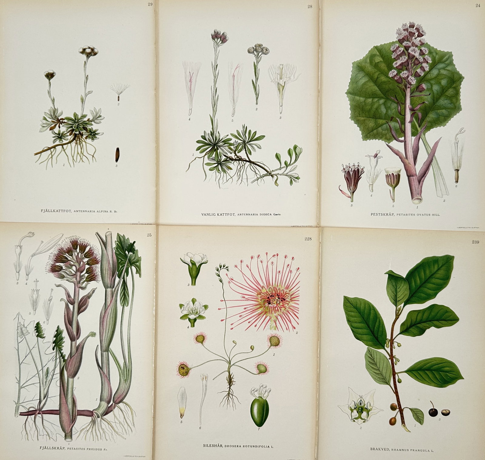 Carl Lindman – Set of 6: Botanical Studies of Nordic Plants – Hand-colored engraving (19th: This set of six hand-colored engravings features detailed botanical studies of diverse Nordic plants, including mountain everlastings, butterburs, sundews, and buckthorns. Each plate presents the spec