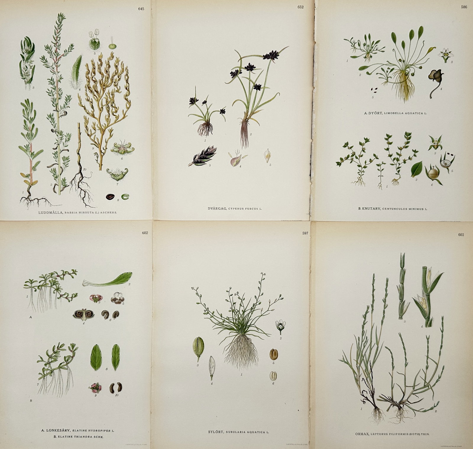 Carl Lindman – Set of 6: Botanical Studies of Nordic Marshland and Aquatic Species: This set of six hand-colored engravings features detailed botanical studies of various Nordic plants, specifically focused on aquatic and wetland-dwelling species such as coastal grasses, mudworts, an