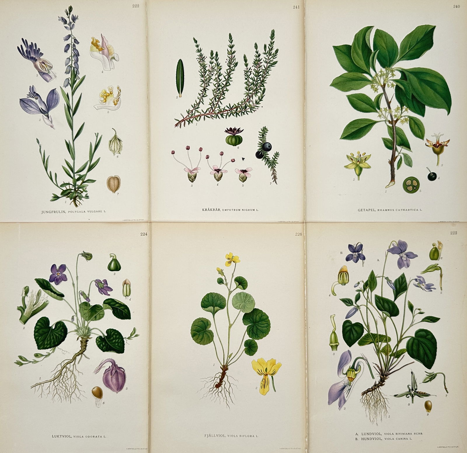 Carl Lindman – Set of 6: Botanical Studies of Nordic Violets and Shrubs – Hand-colored engraving (1 of 2)