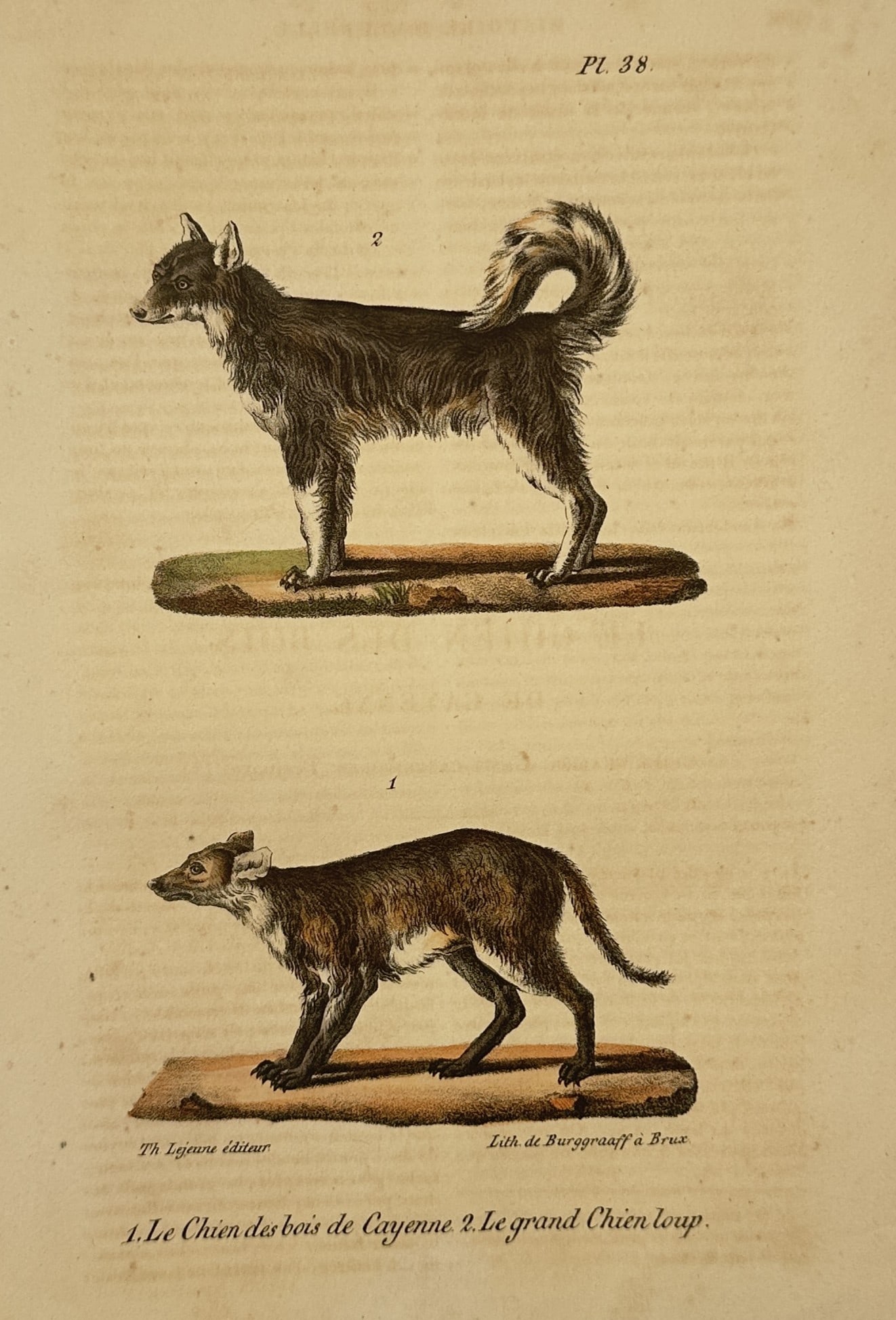 Georges-Louis Leclerc, Comte de Buffon – Studies of the Cayenne Wood Dog and the Large Wolf Dog (1 of 2)