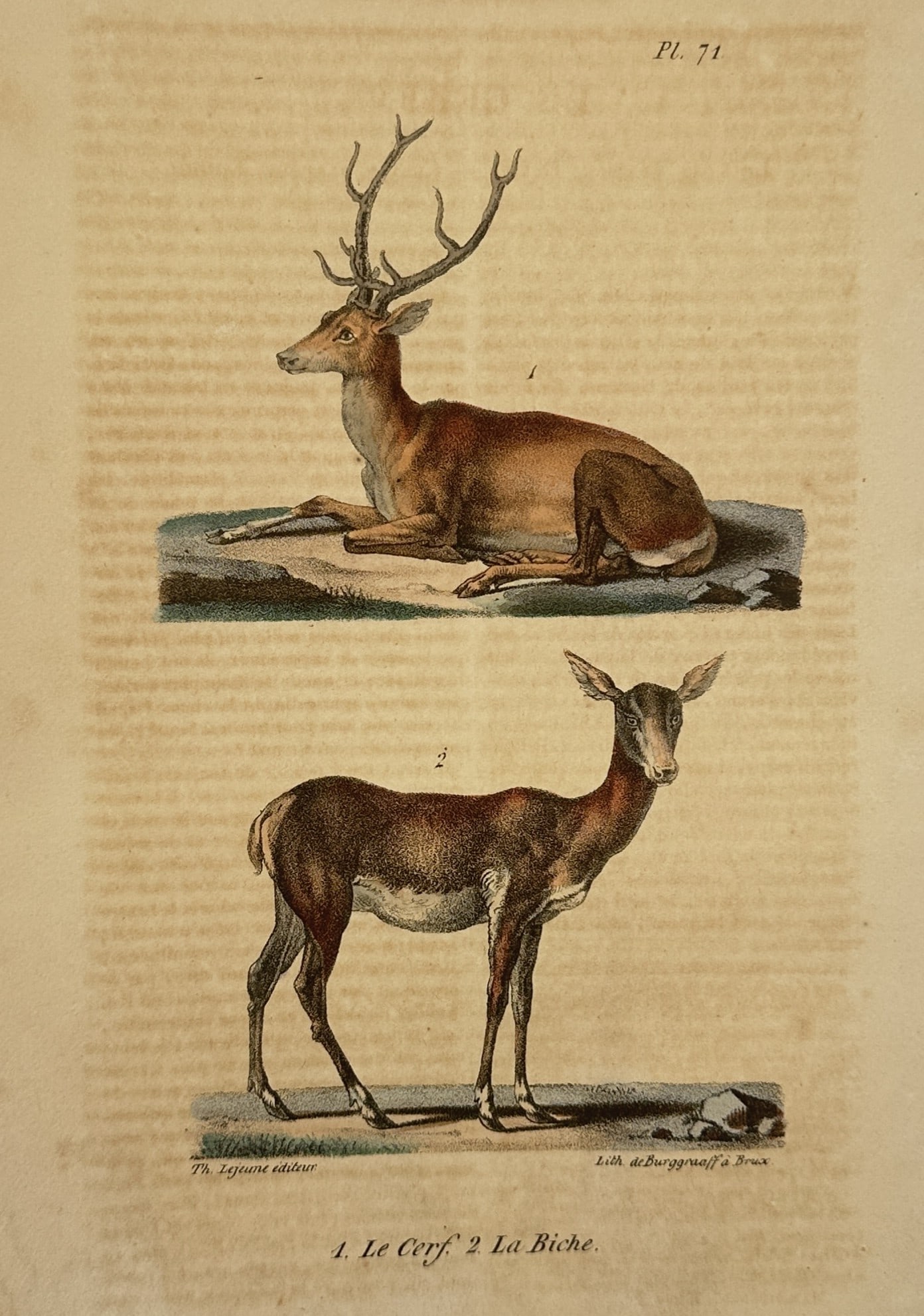 Georges-Louis Leclerc, Comte de Buffon – The Stag and the Hind – Lithograph (1833): This illustration presents a zoological study of two deer, depicting a male stag in a seated posture in the upper portion and a female hind standing in the lower section. The plate emphasizes the sexu