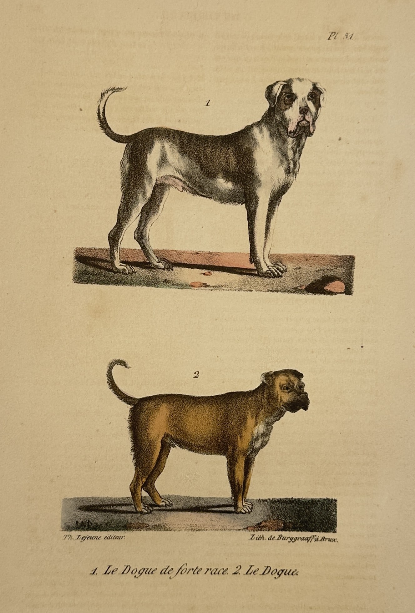 Georges-Louis Leclerc, Comte de Buffon – Studies of the Dogue de Forte Race and the Dogue (1 of 2)