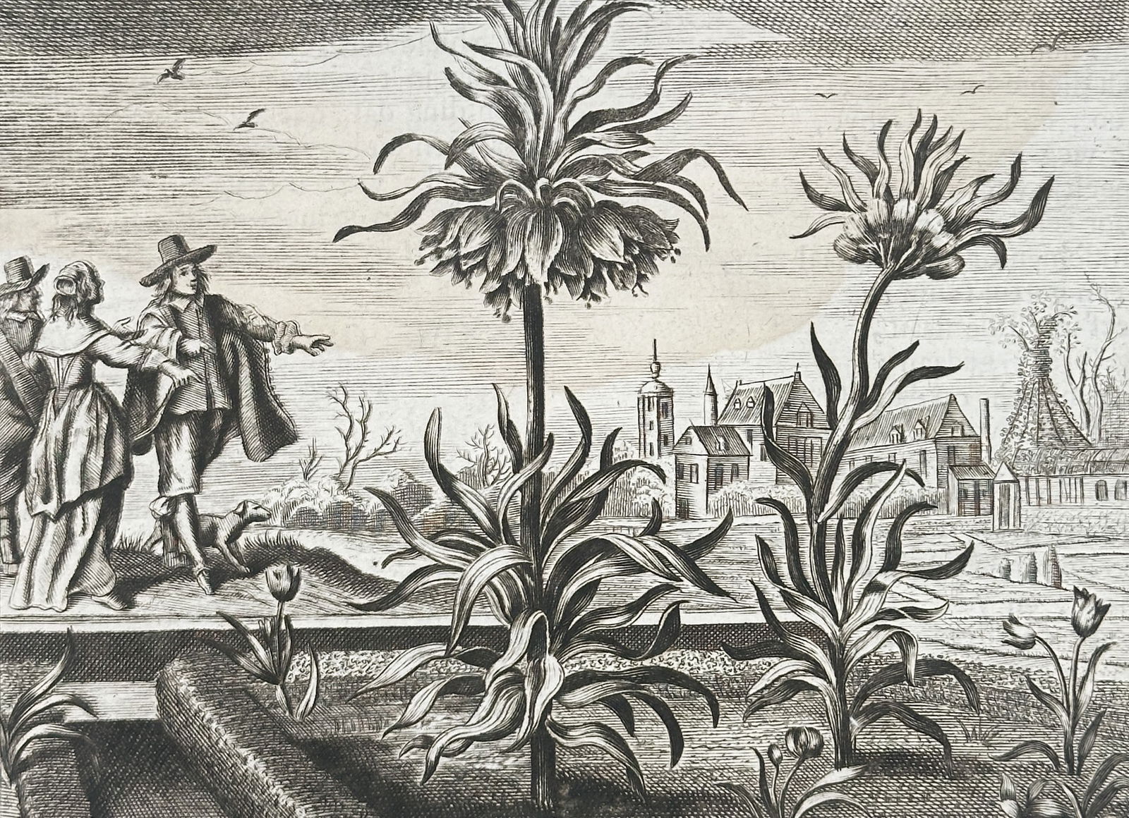 Jacob Cats (1577–1660) – The Crown Imperial Lily – Print (1655) (1 of 3)