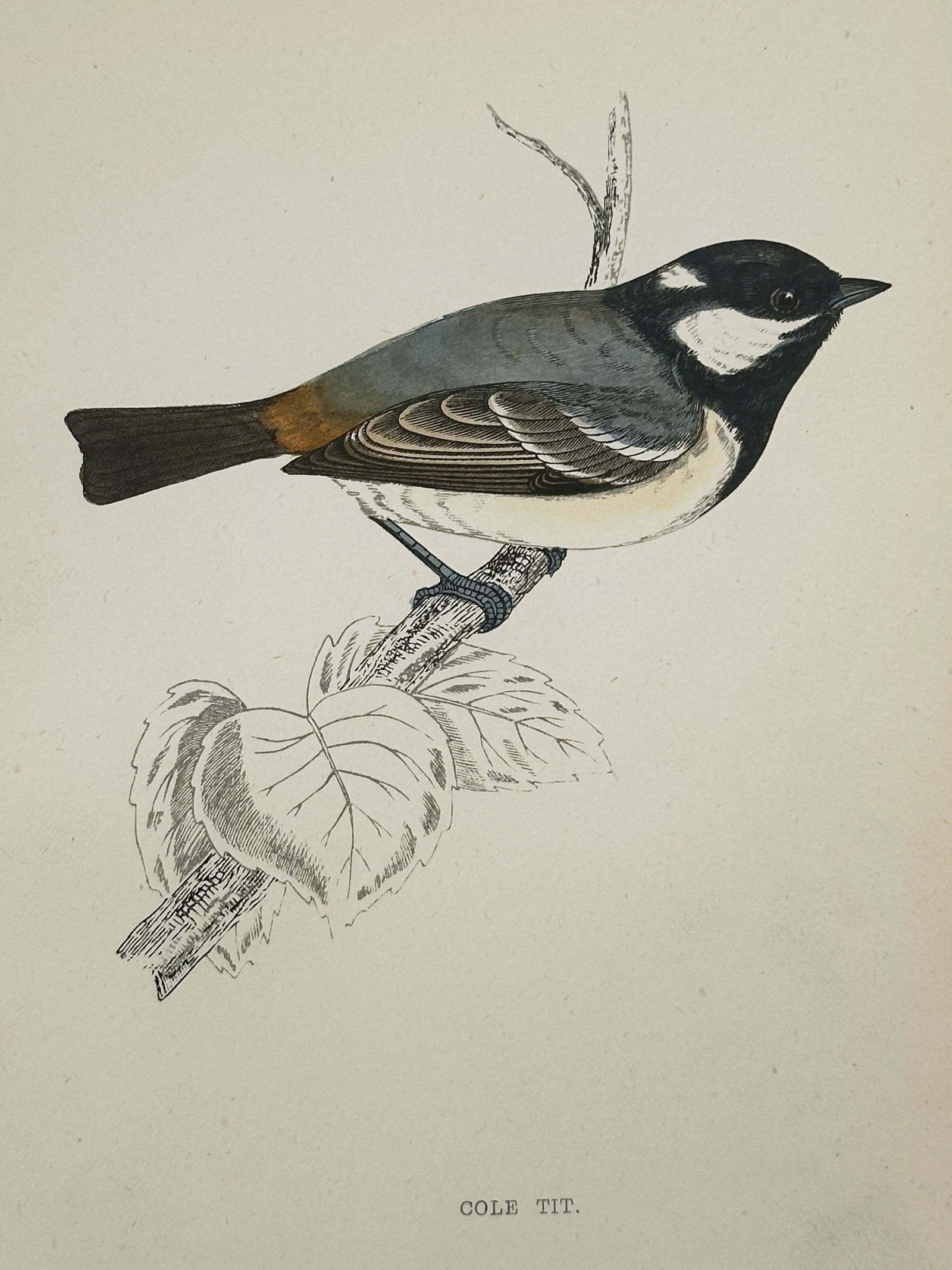 Francis Orpen Morris (1810–1893) – Cole Tit – Wood Engraving (1853): This illustration depicts a cole tit perched on a budding branch, capturing the bird's distinctive black cap, white cheek patch, and warm buff-colored flanks. The work is characterized by the fine, de