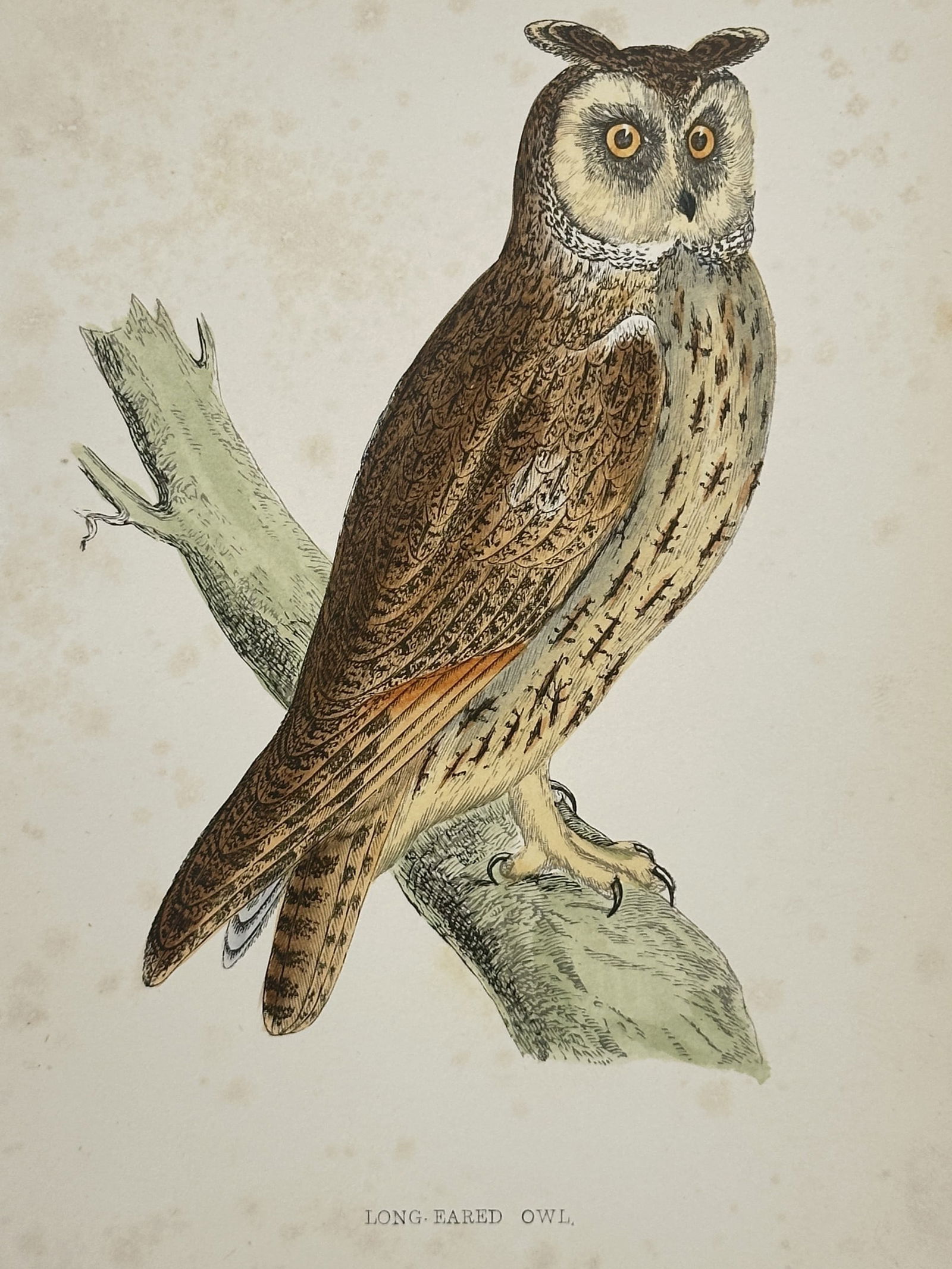 Francis Orpen Morris (1810–1893) – Long-Eared Owl – Wood Engraving (1853): This illustration depicts a long-eared owl perched on a weathered branch, showcasing its prominent ear tufts, intense orange-yellow eyes, and the intricate, mottled pattern of its plumage. The work is