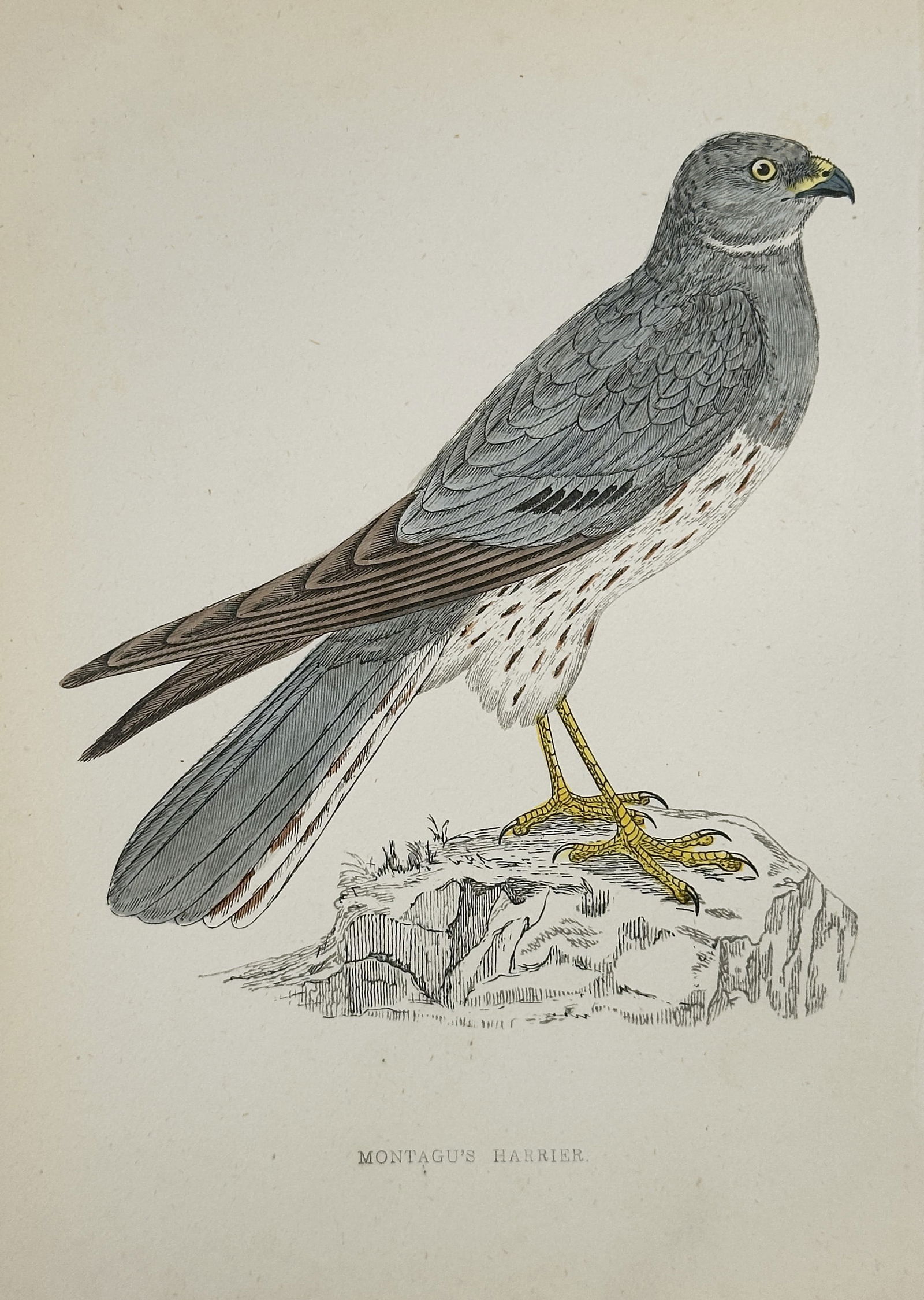 Francis Orpen Morris (1810–1893) – Montagu’s Harrier – Wood Engraving (1853): This illustration depicts a Montagu's harrier standing on a rocky outcrop, showcasing its slender profile, grey-blue plumage, and distinctively long, yellow legs. The work is characterized by the fine