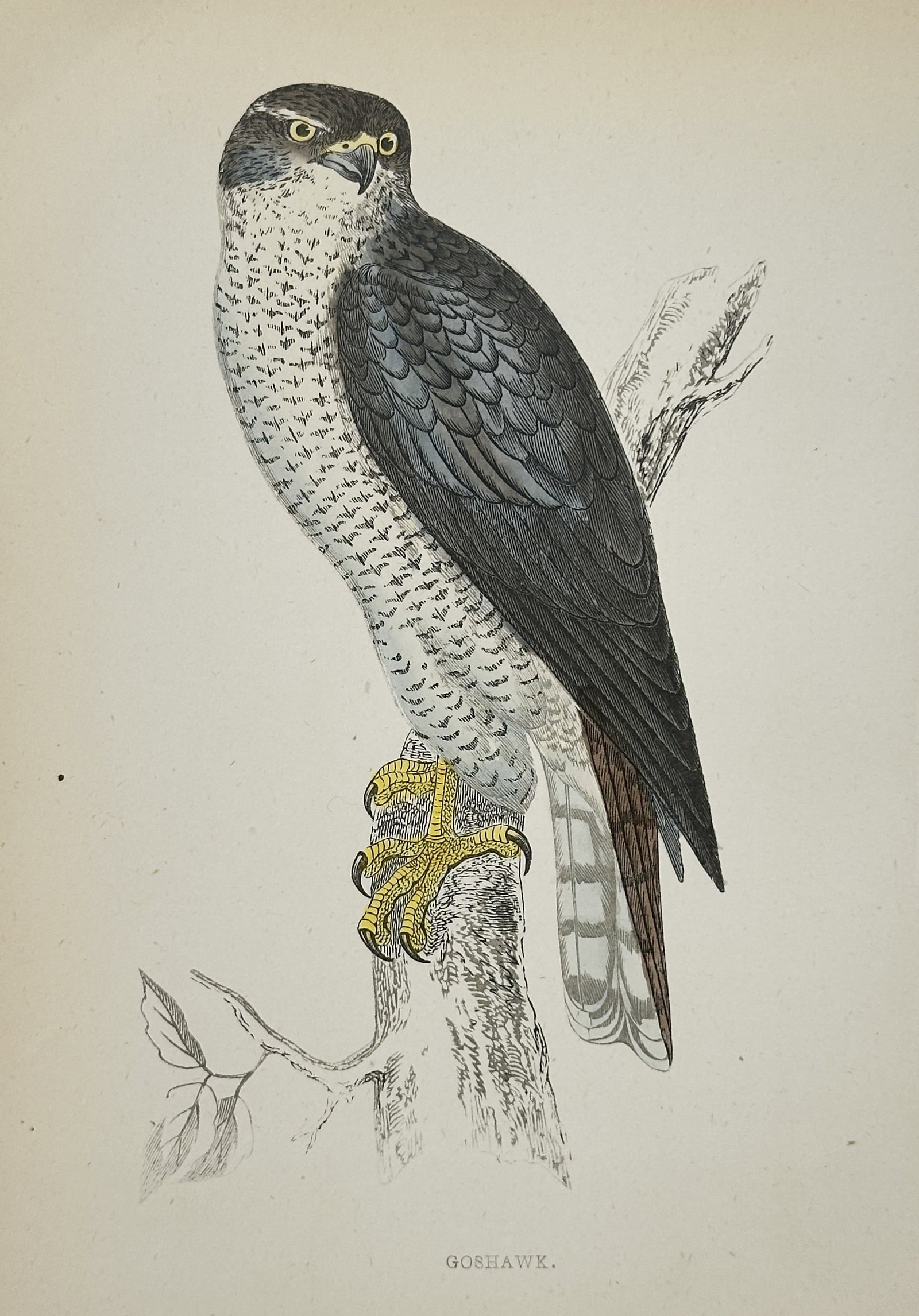 Francis Orpen Morris (1810–1893) – Goshawk – Wood Engraving (1853): This illustration depicts a goshawk perched on a sturdy, weathered branch, capturing the bird's powerful physique and characteristically fierce expression. The work features meticulous detailing of th