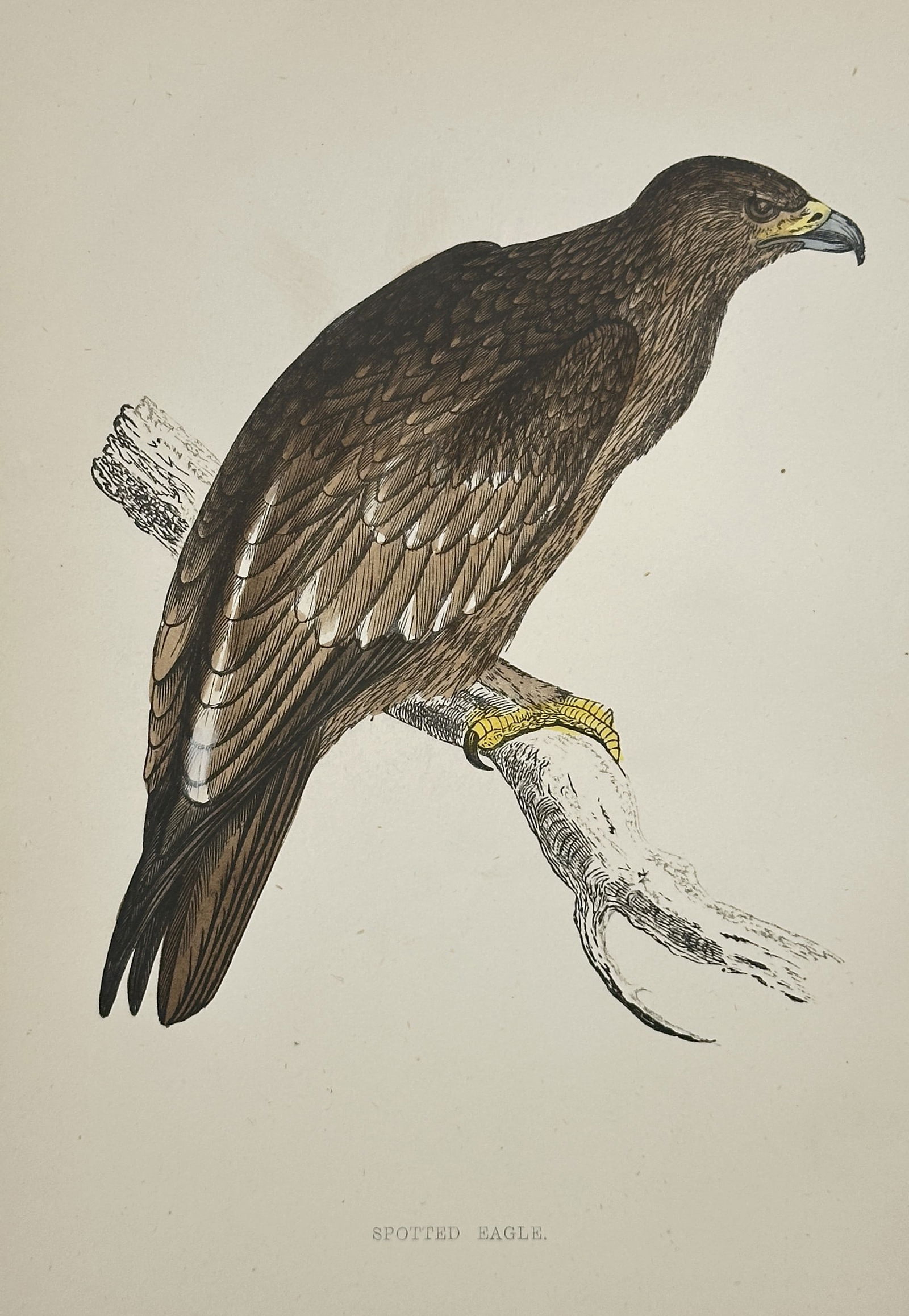 Francis Orpen Morris (1810–1893) – Spotted Eagle – Wood Engraving (1853) (1 of 2)