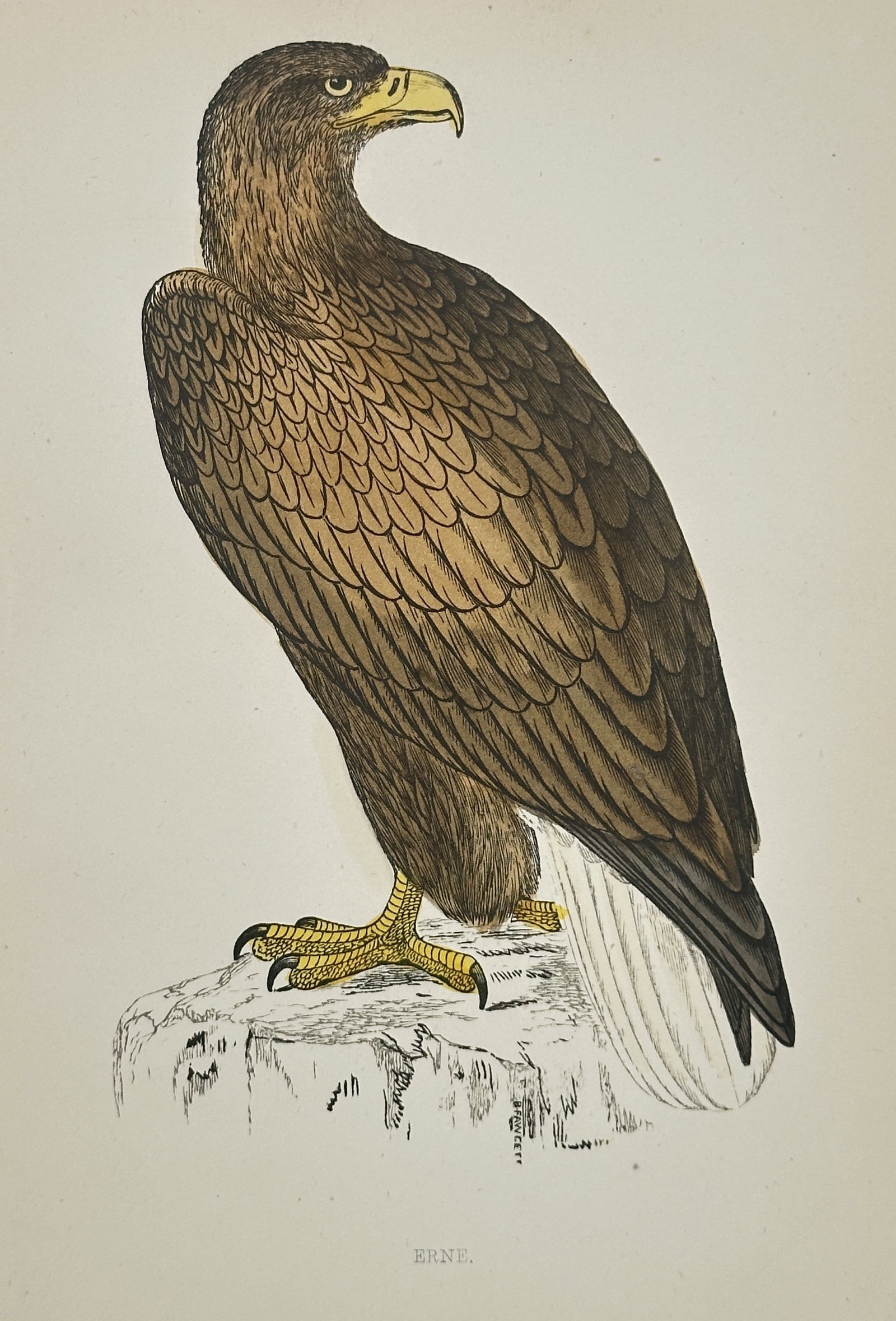 Francis Orpen Morris (1810–1893) – Erne – Wood Engraving (1853): This illustration depicts an Erne, also known as the white-tailed sea eagle, perched atop a rugged coastal rock. The work captures the bird's massive scale, powerful yellow beak, and the intricate, la