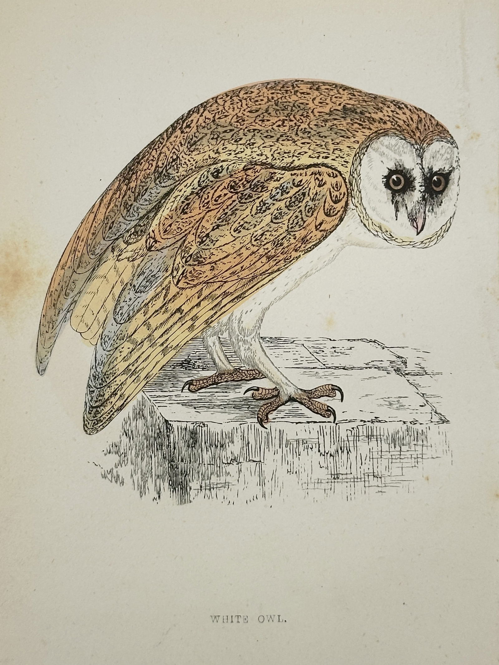 Francis Orpen Morris (1810–1893) – White Owl – Wood Engraving (1853): This illustration depicts a white owl, commonly known as a barn owl, perched on a stone ledge with its head turned toward the viewer. The work showcases the bird's characteristic heart-shaped facial d