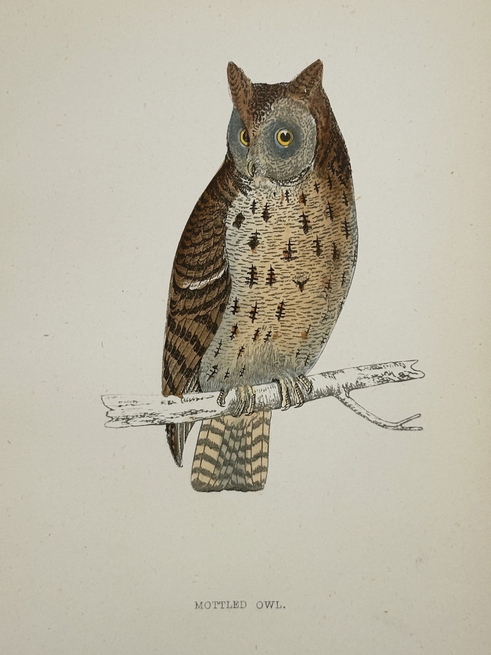 Francis Orpen Morris (1810–1893) – Mottled Owl – Wood Engraving (1853) (1 of 2)
