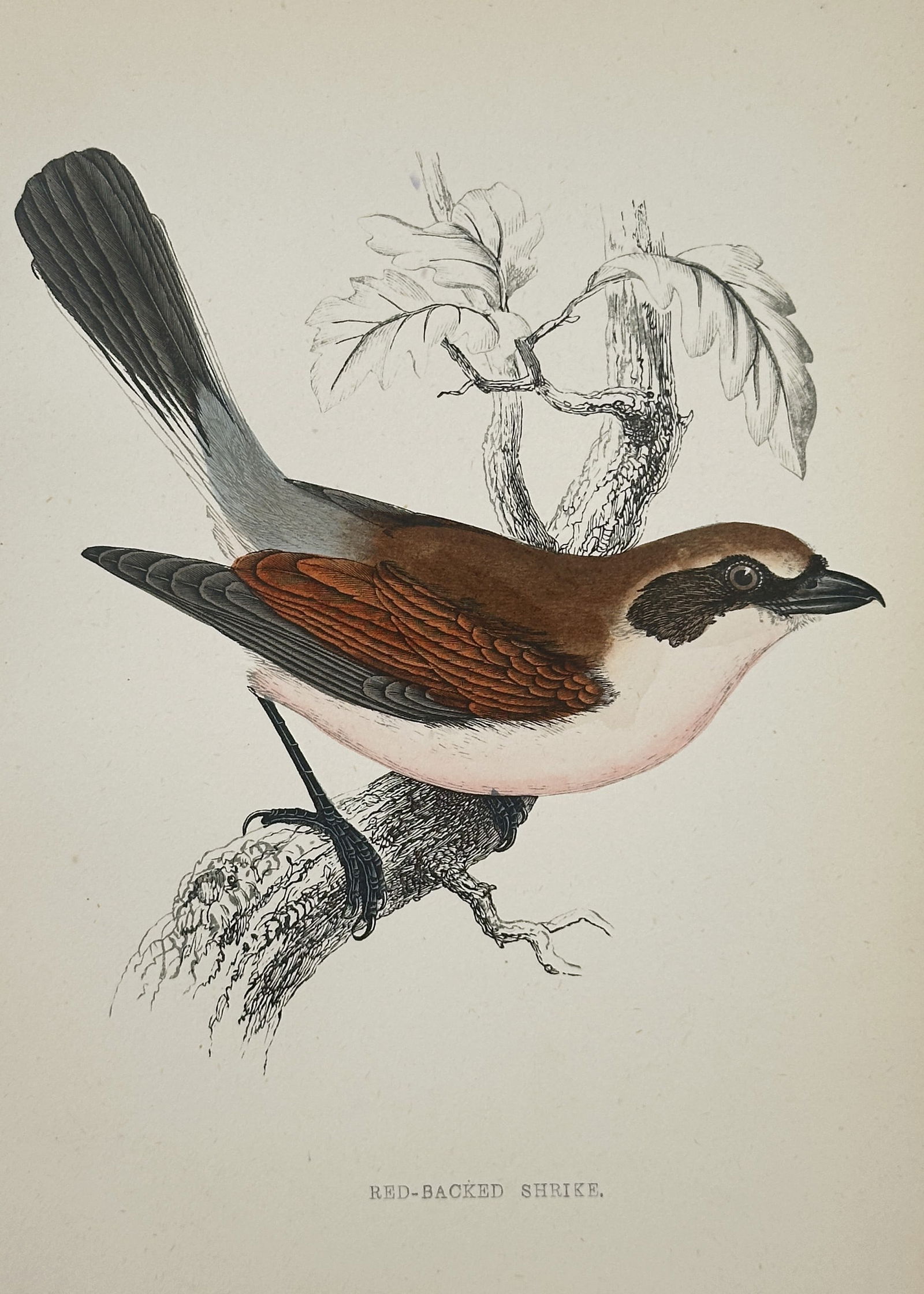 Francis Orpen Morris (1810–1893) – Red-Backed Shrike – Wood Engraving (1853): This illustration depicts a red-backed shrike perched on a mossy branch, capturing its distinctive grey crown, bold black eye mask, and rich chestnut-colored back. The work features the fine, detailed