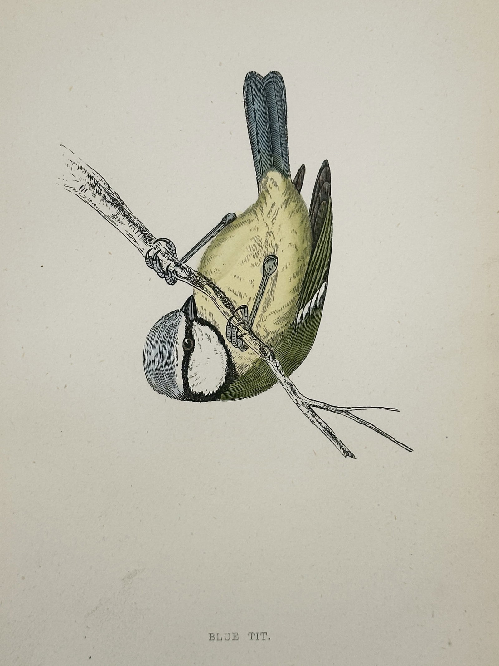 Francis Orpen Morris (1810–1893) – Blue Tit – Wood Engraving (1853): This illustration depicts a blue tit clinging upside down to a slender twig, a posture characteristic of its active foraging behavior. The work captures the bird's vibrant yellow underparts, blue crow